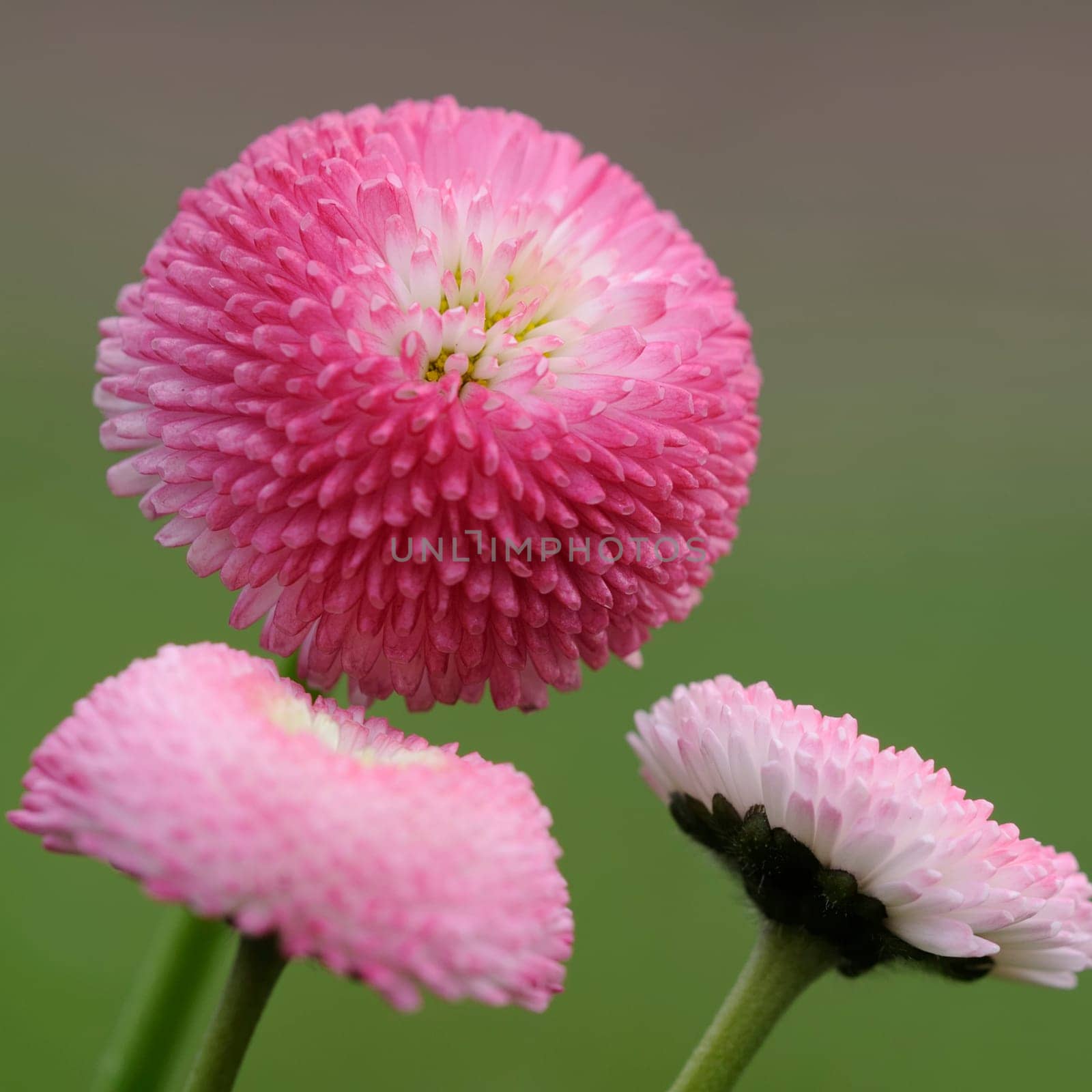Daisy hybrids
