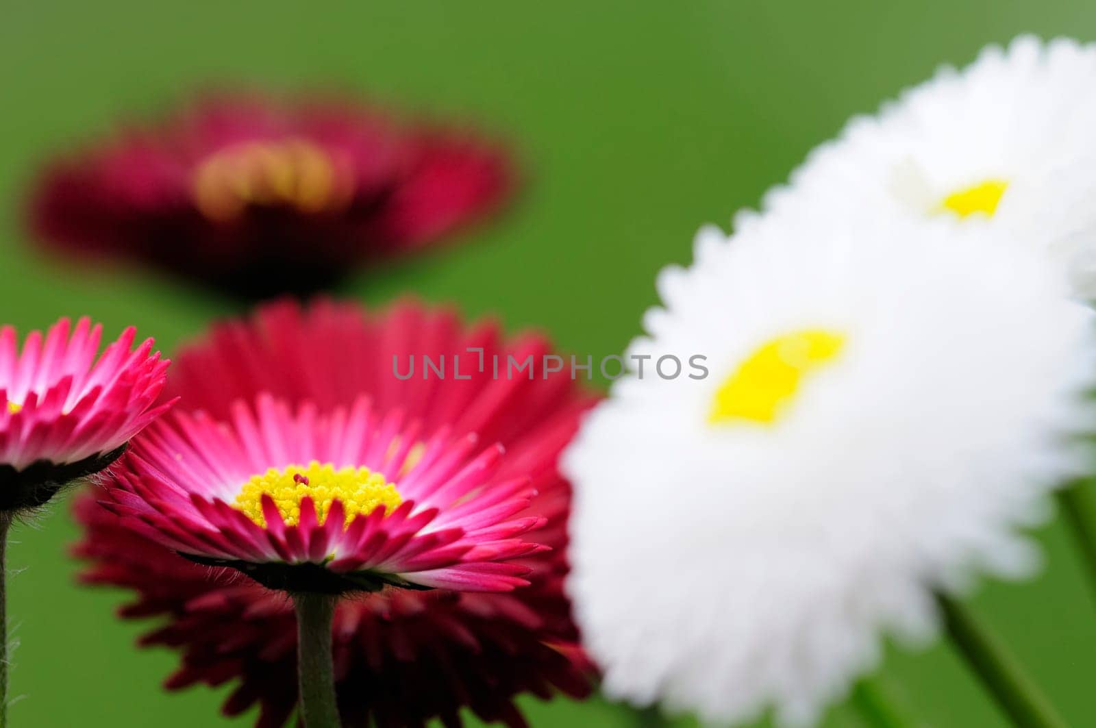 Daisy hybrids