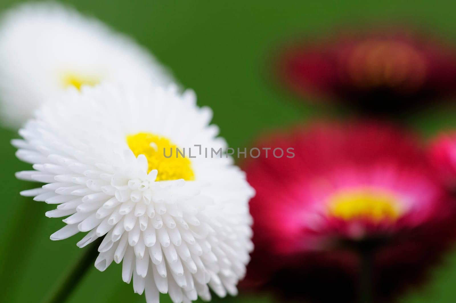 Daisy hybrids