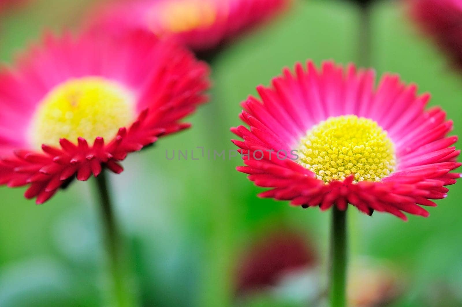 Daisy hybrids