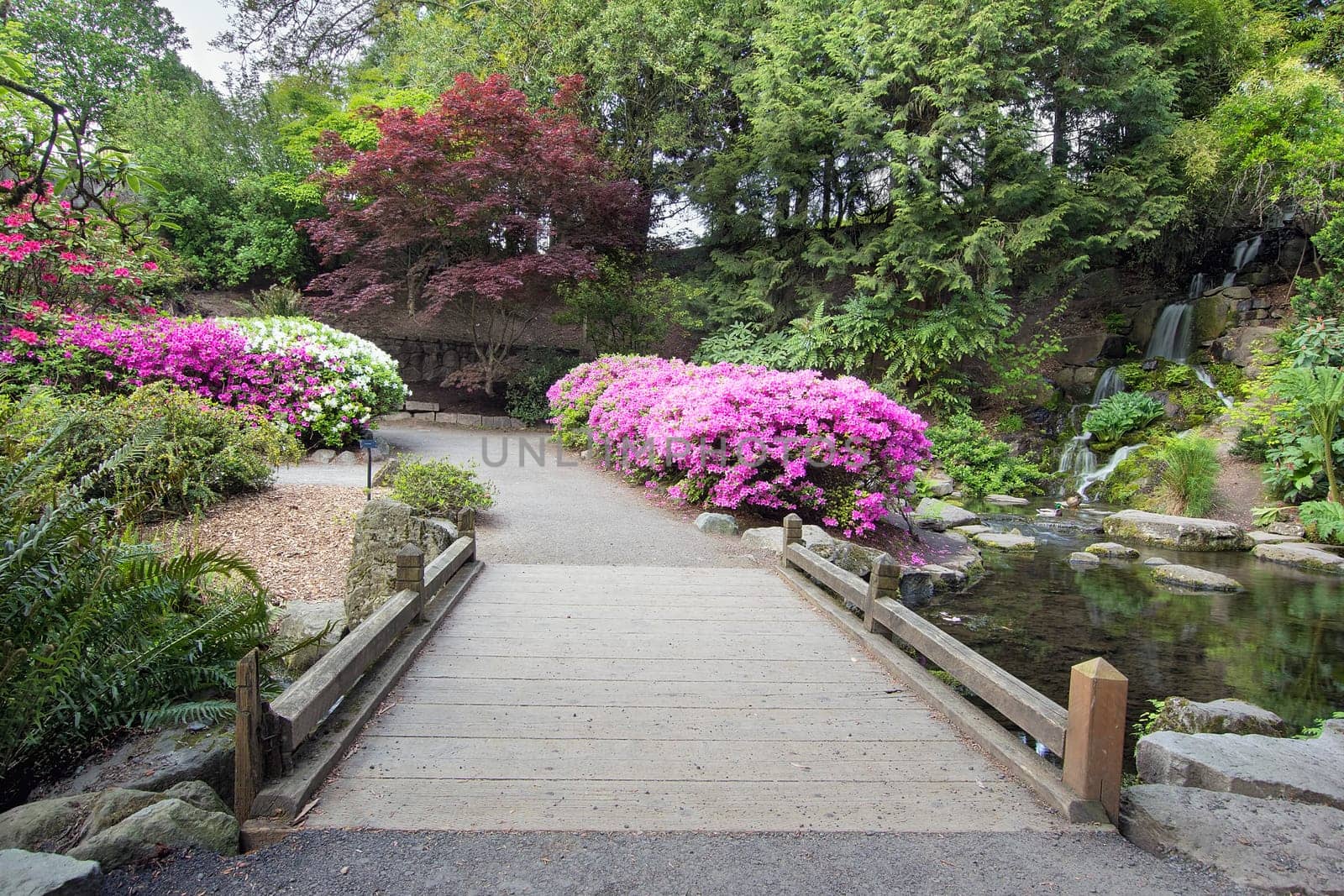 Foot Bridge across Waterfall Pond at Crystal Springs Rhododendron Garden in Spring Season