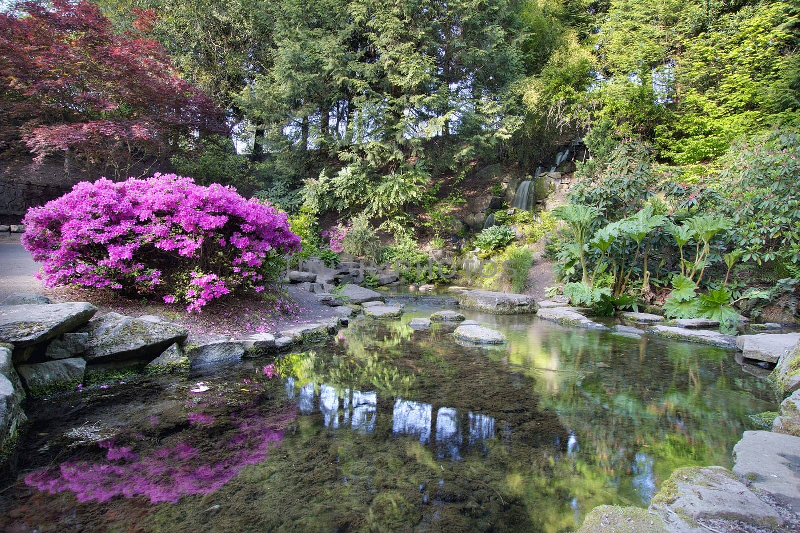 Waterfall and Pond at Crystal Springs Rhododendron Garden in Spring