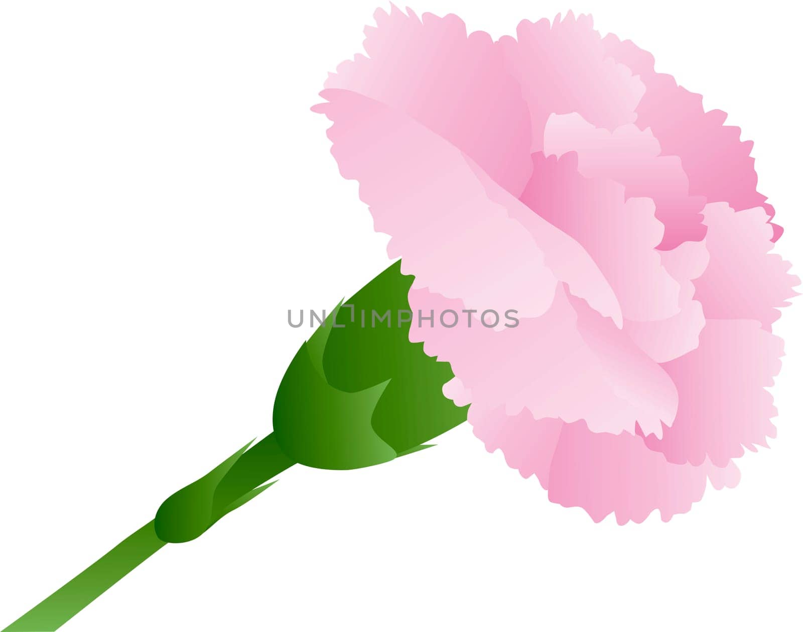 Pink Carnation Flower with Green Stalk Isolated on White Background Illustration