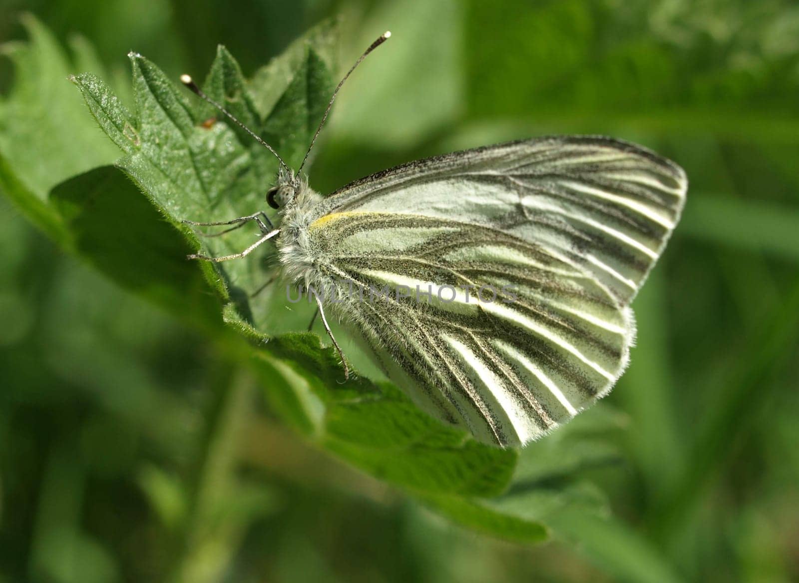 Green-veined white