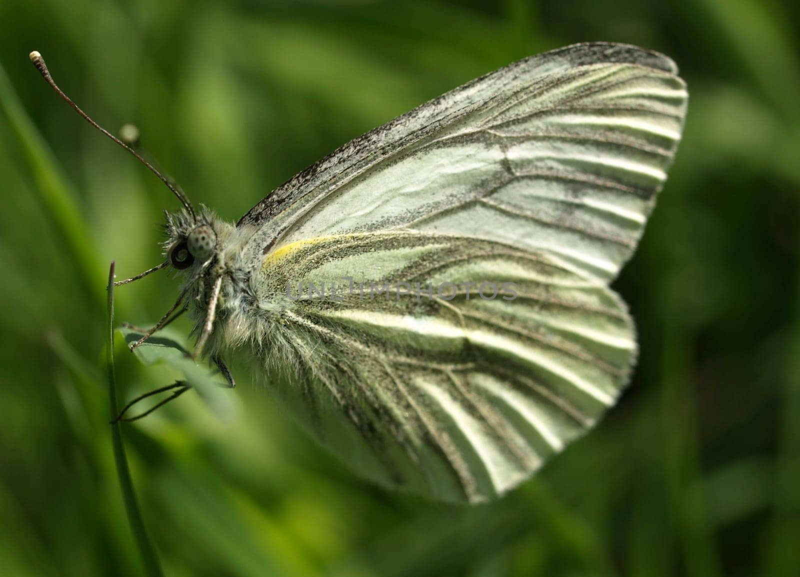 Green-veined white