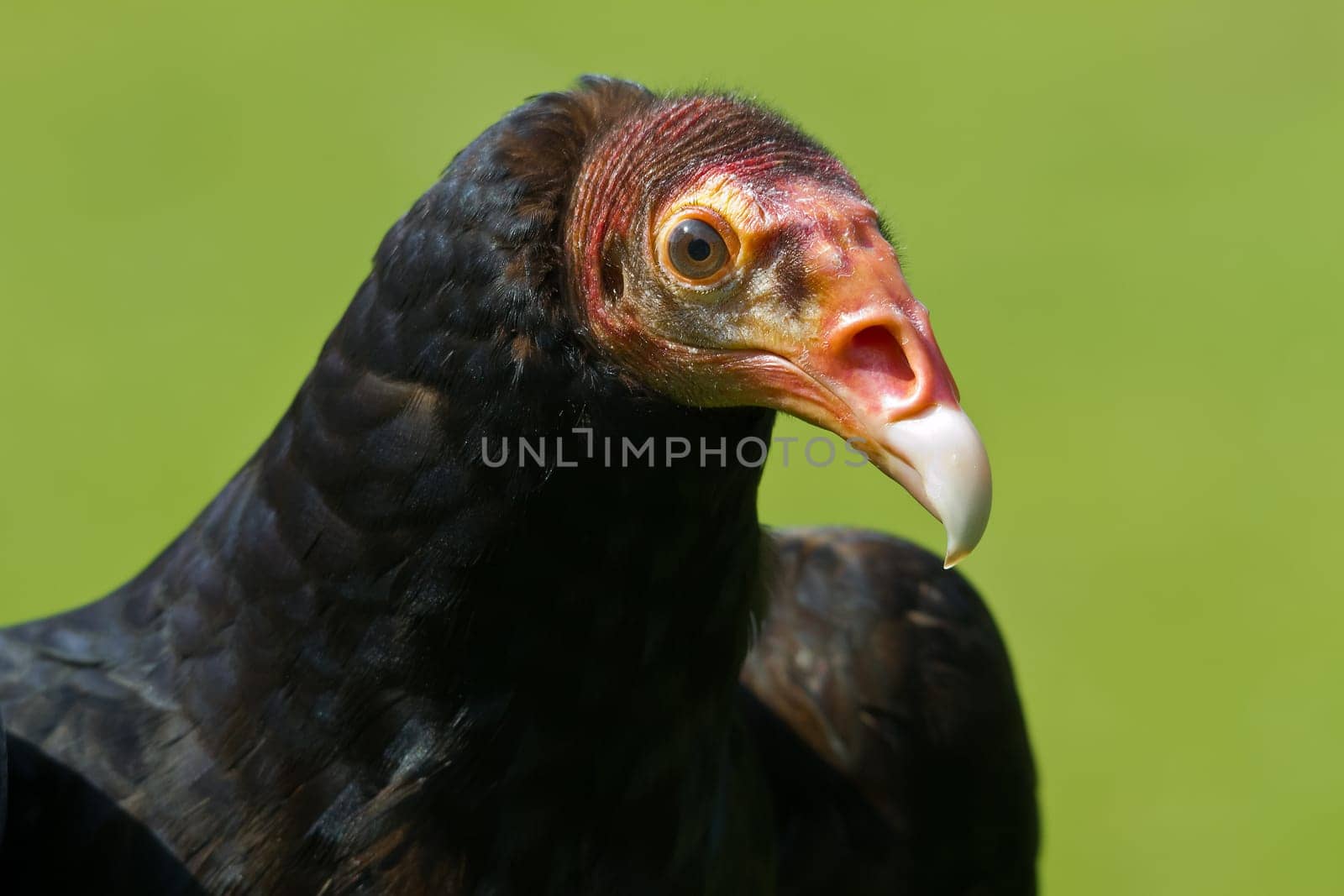 Turkey vulture
