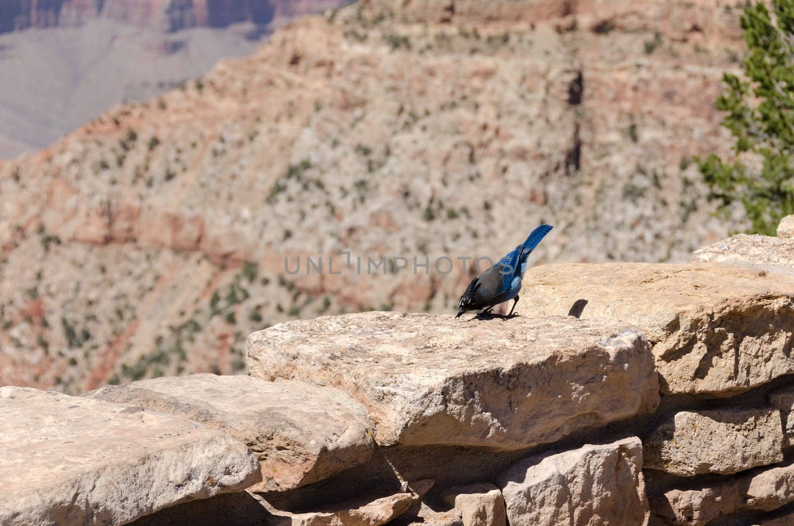 blue woodpecker in the Grand Canyon in Arizona in the United States of America