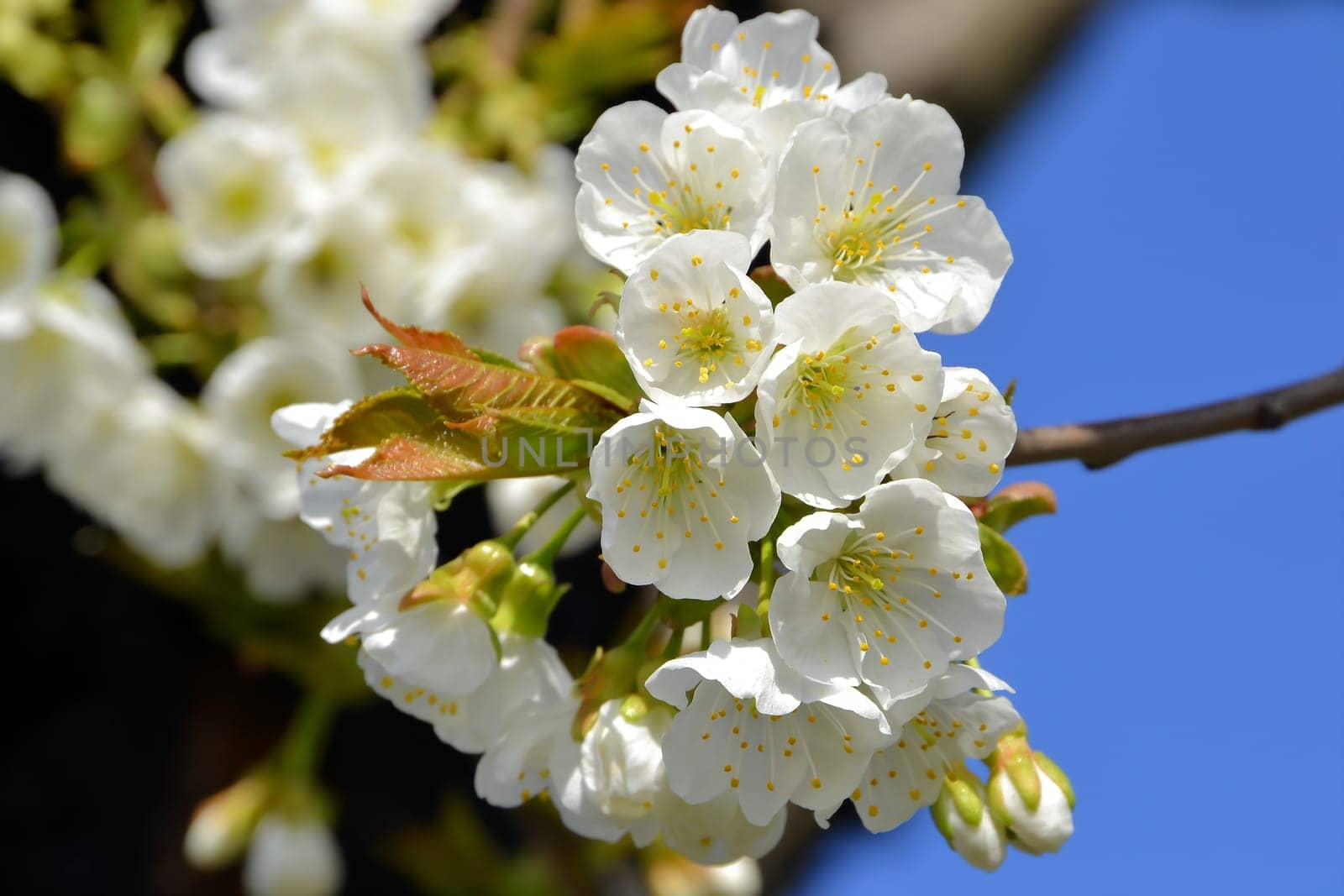 Blossoms on a cherry tree