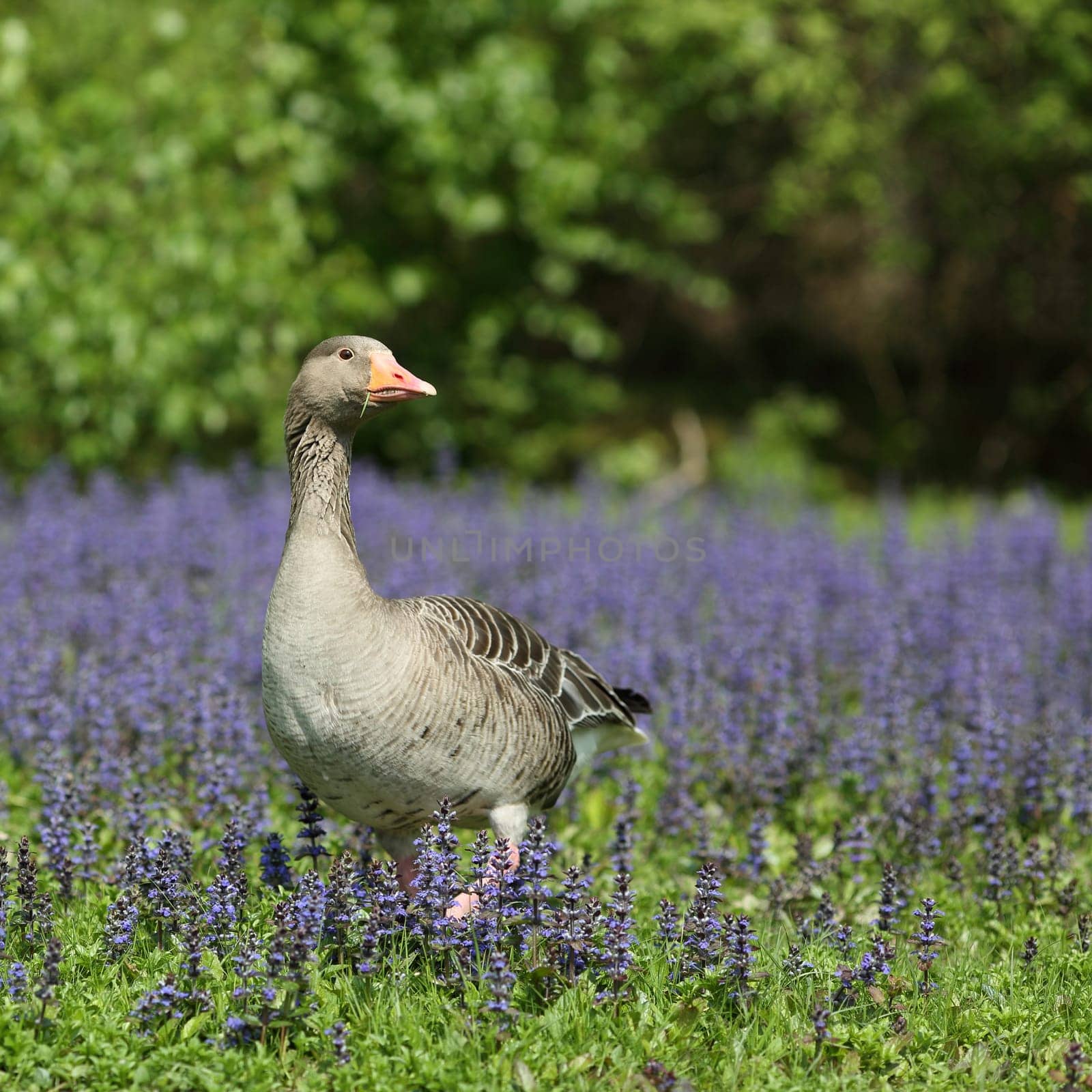 Details of a greylag goose in grass and wildflowers.