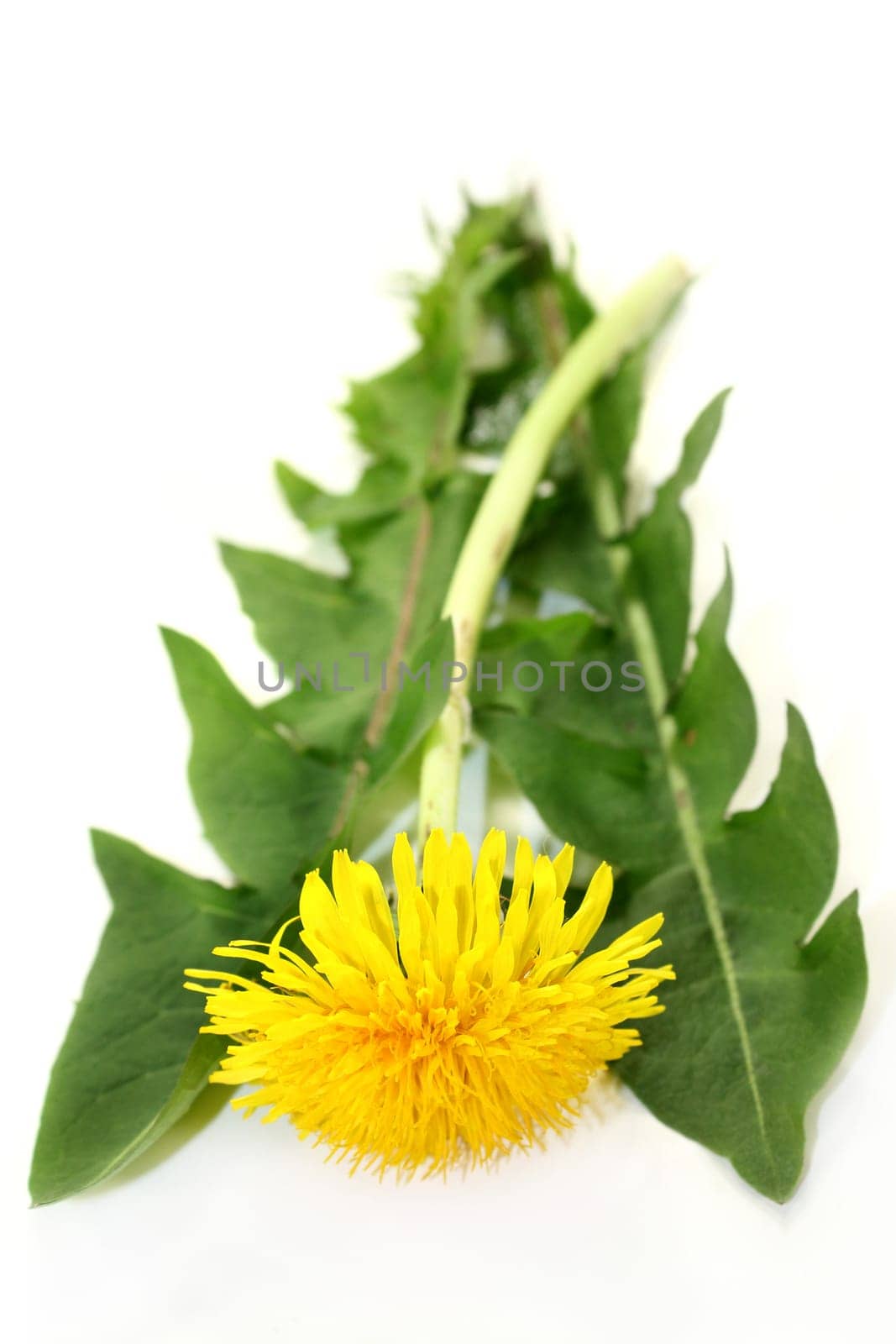 Dandelion leaves and flowers against white background