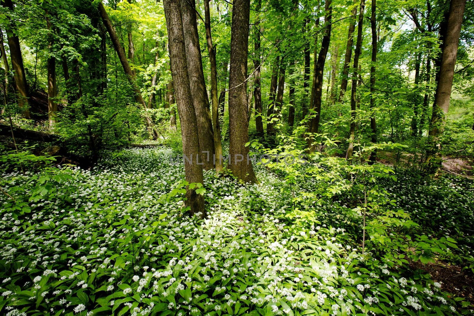 Forest with wild garlic,nature in spring