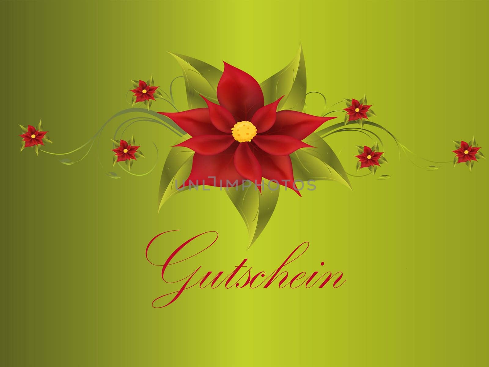 poinsettia