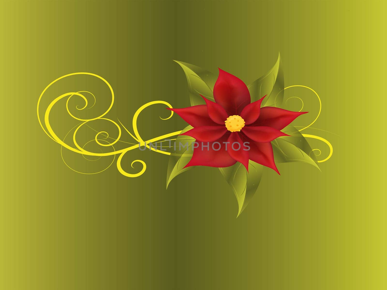 poinsettia