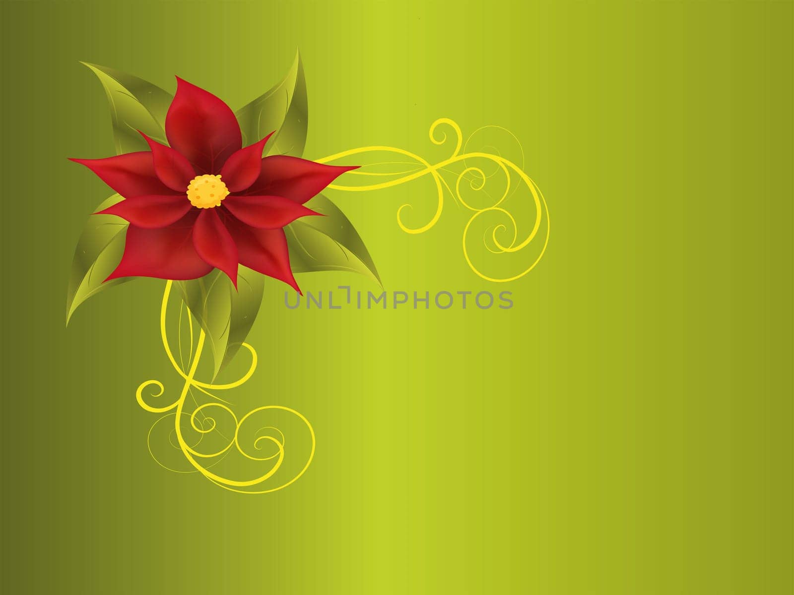 poinsettia