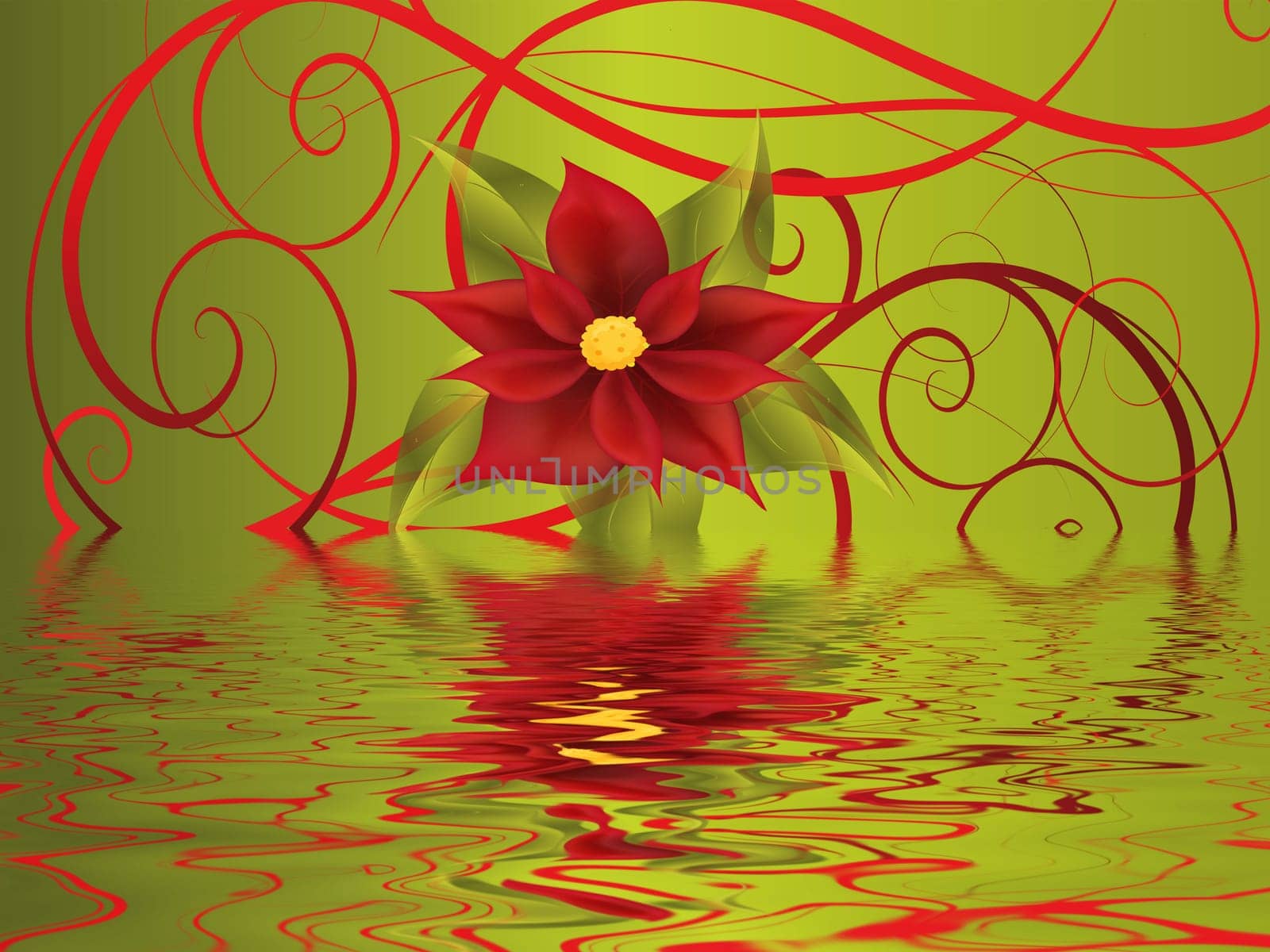 poinsettia