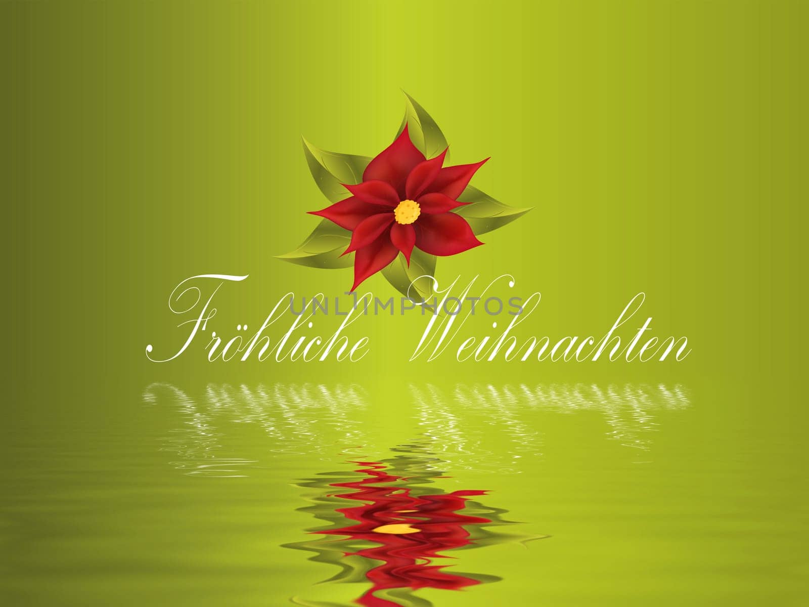 poinsettia