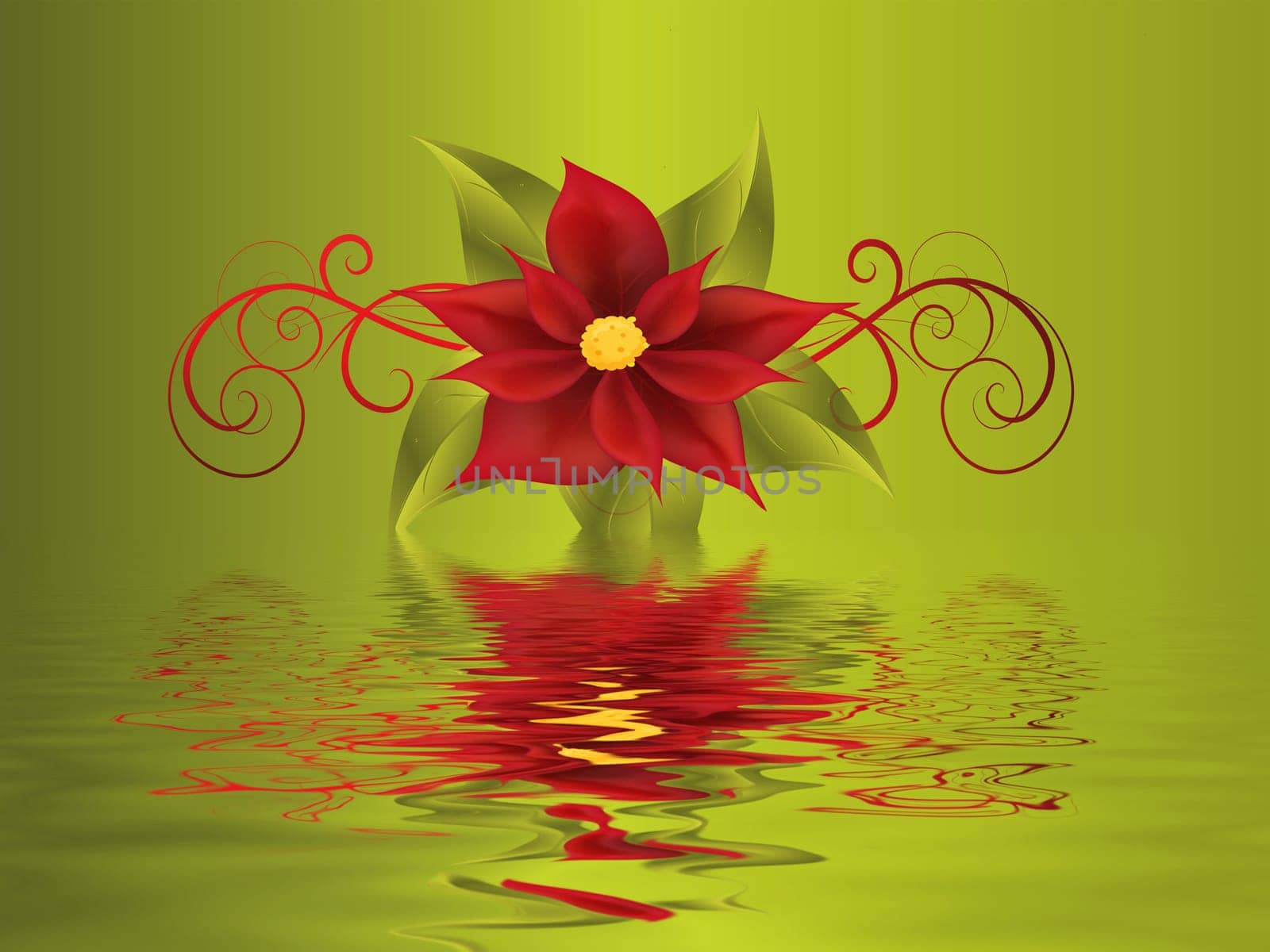 poinsettia