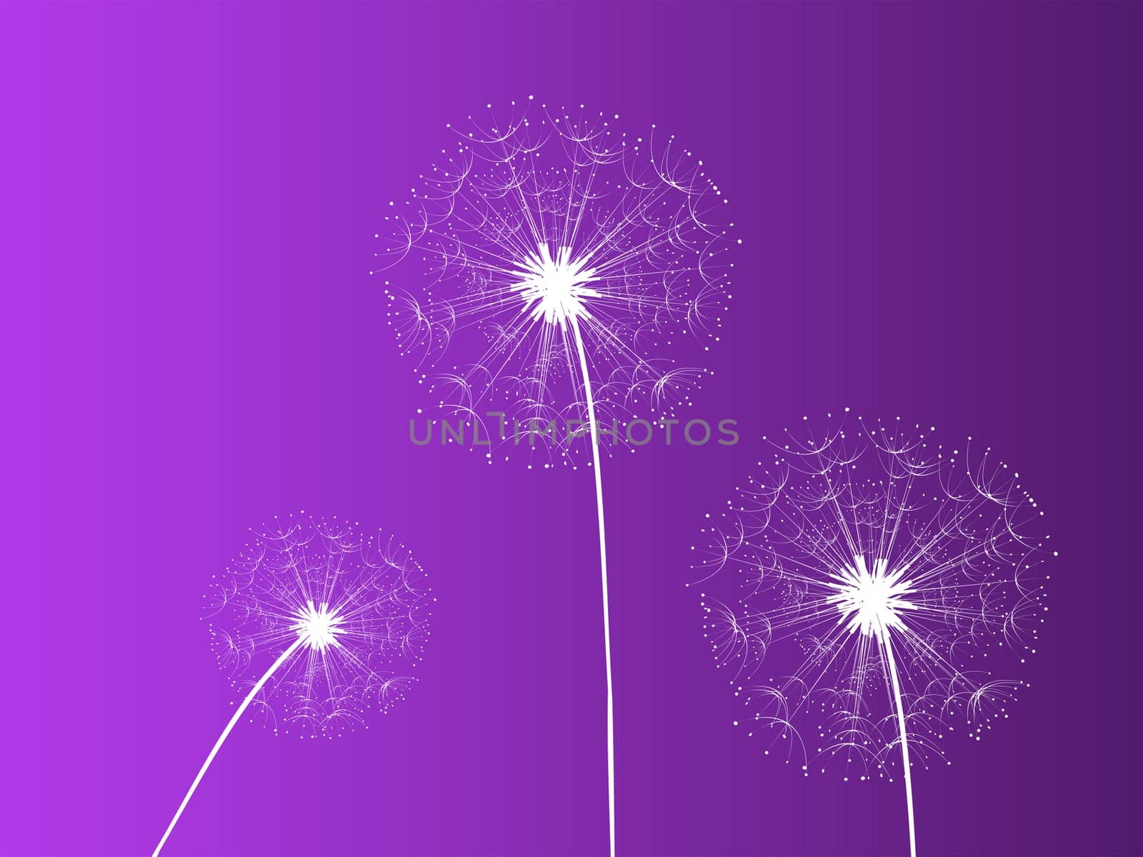 Dandelion