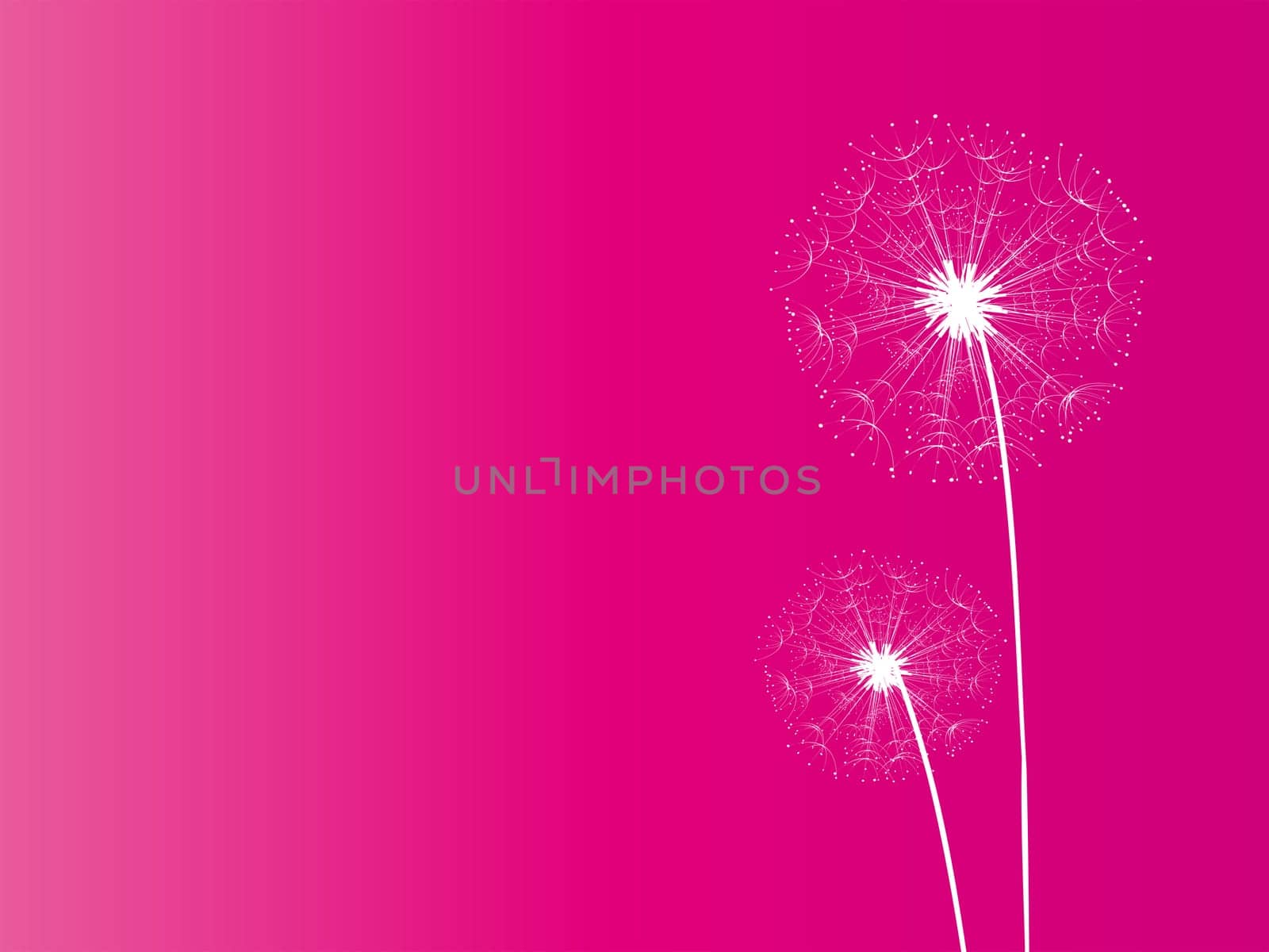 Dandelion