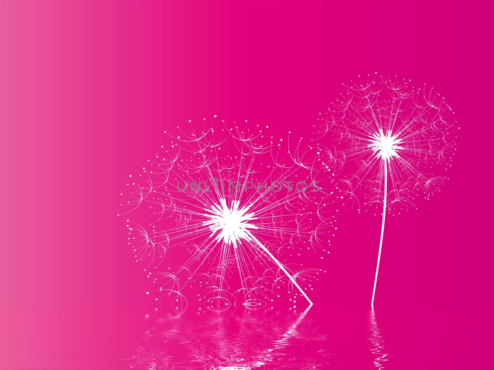 Dandelion