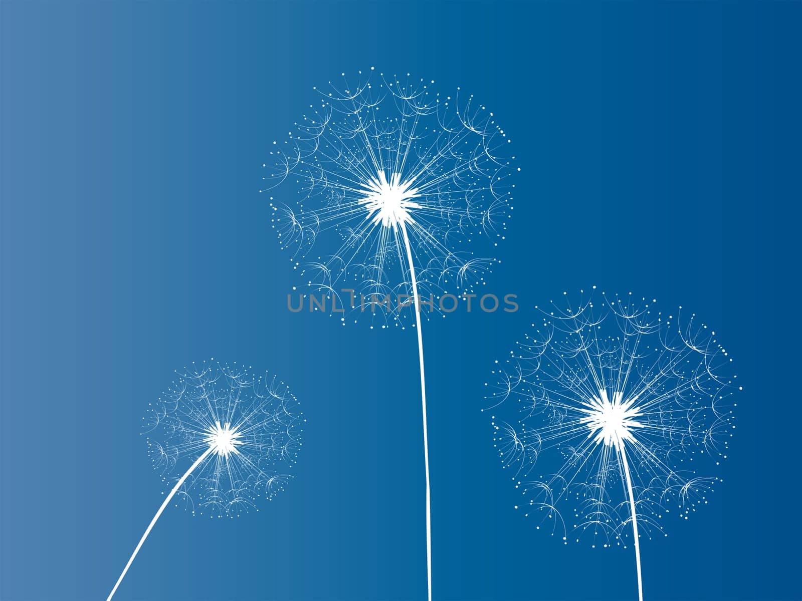 Dandelion