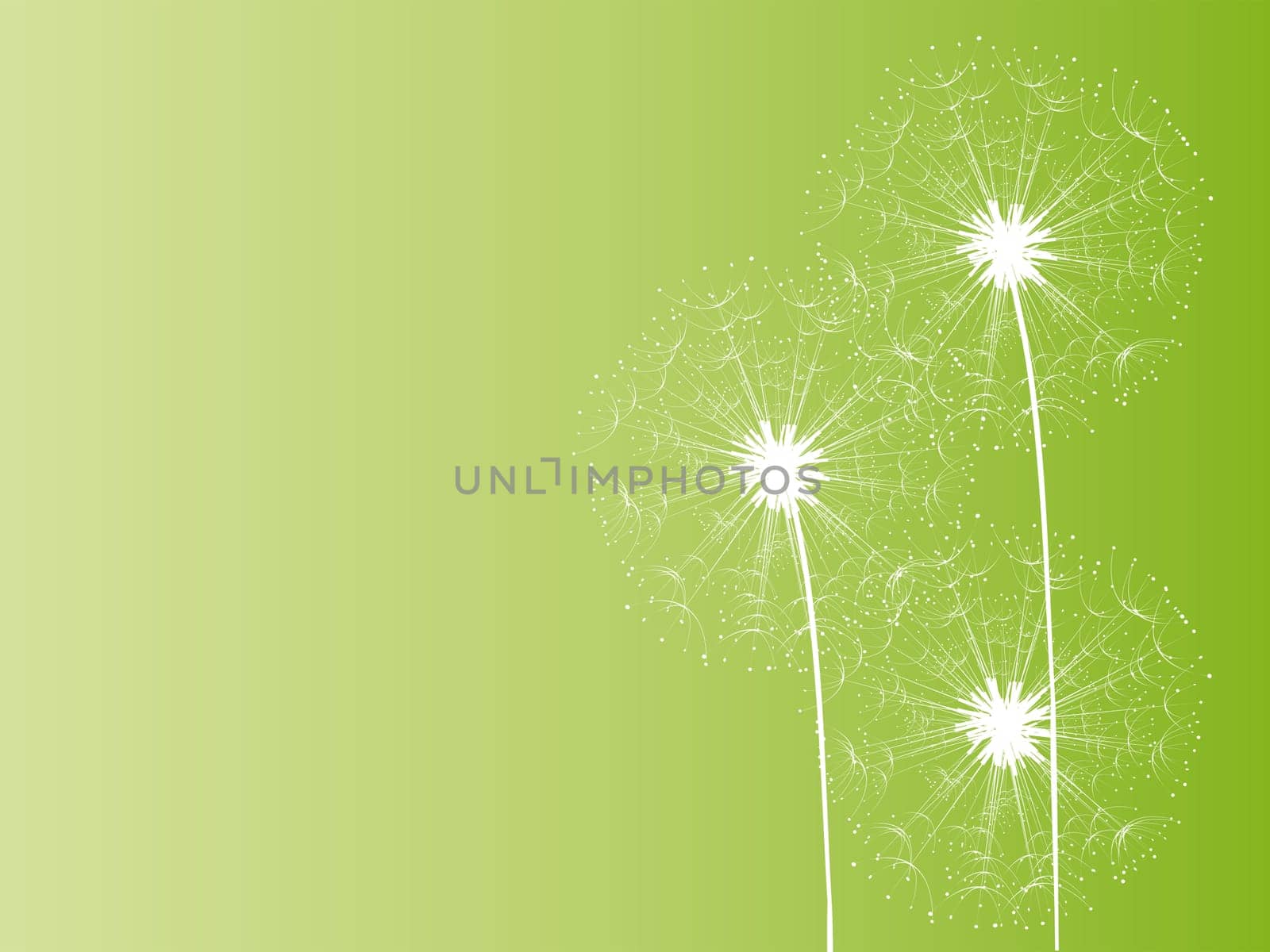 Dandelion