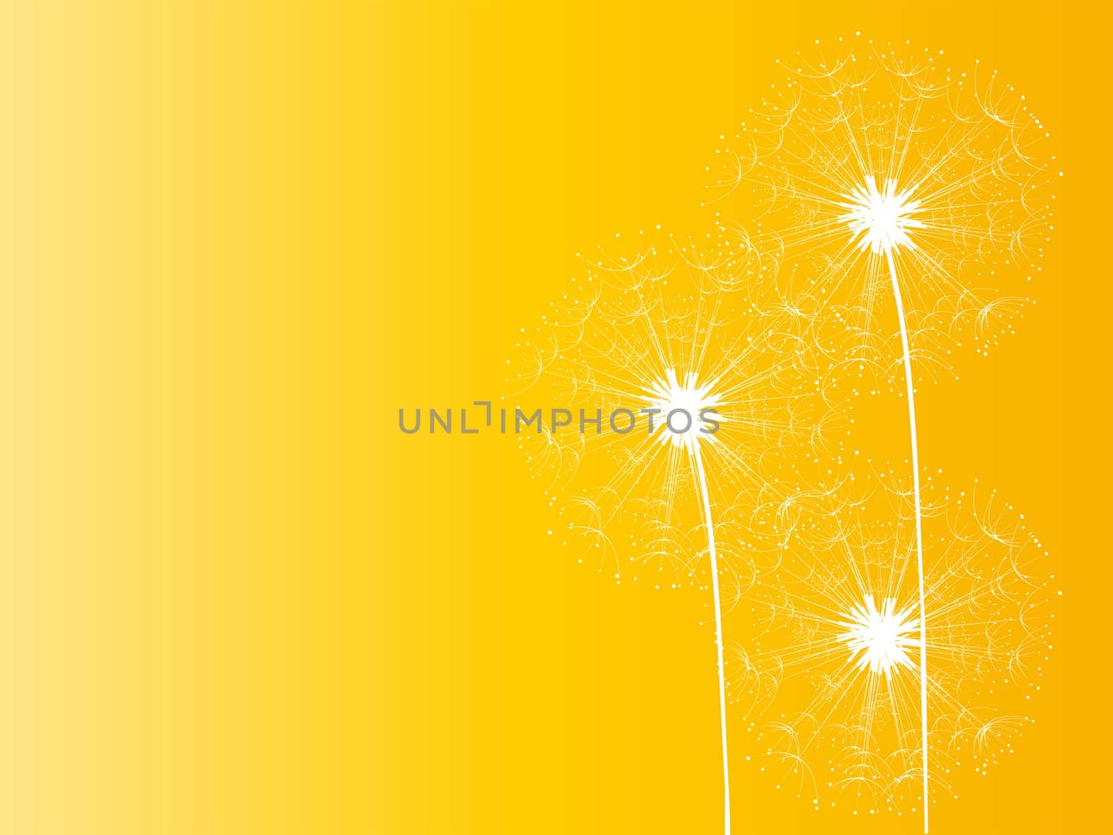 Dandelion