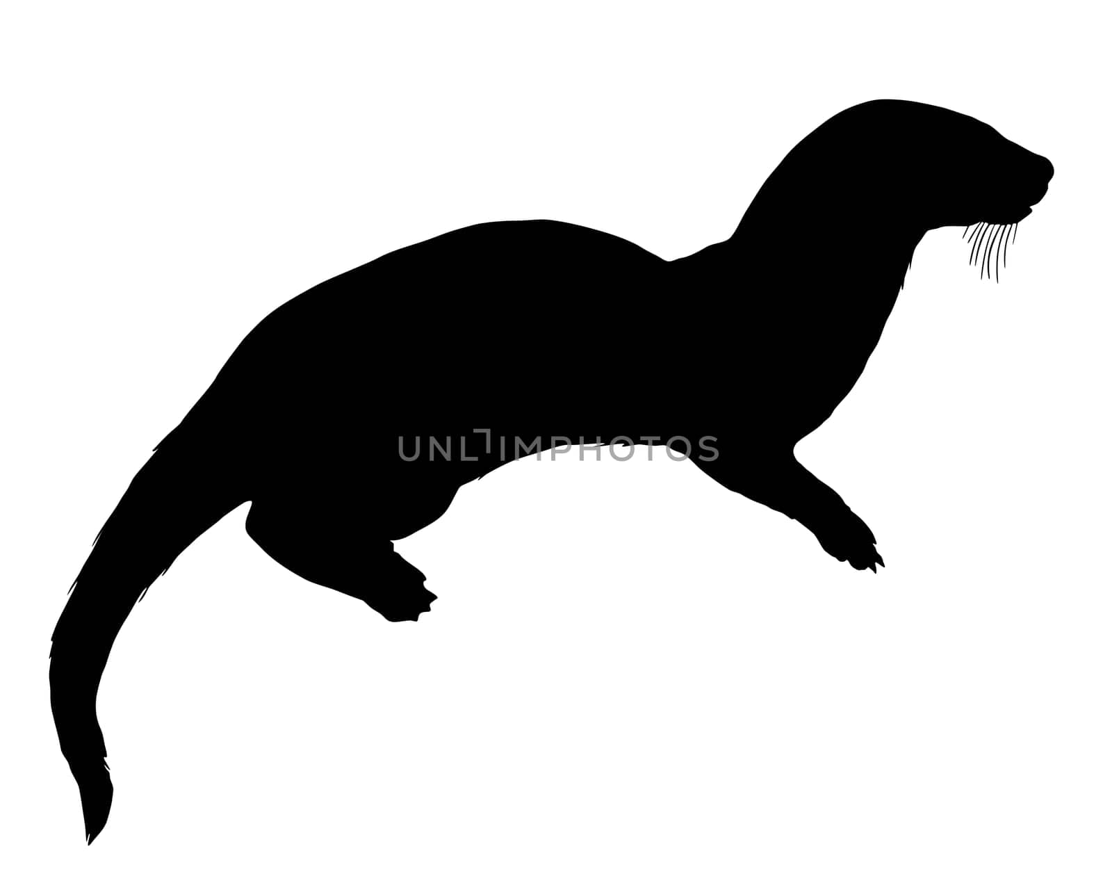 Otter