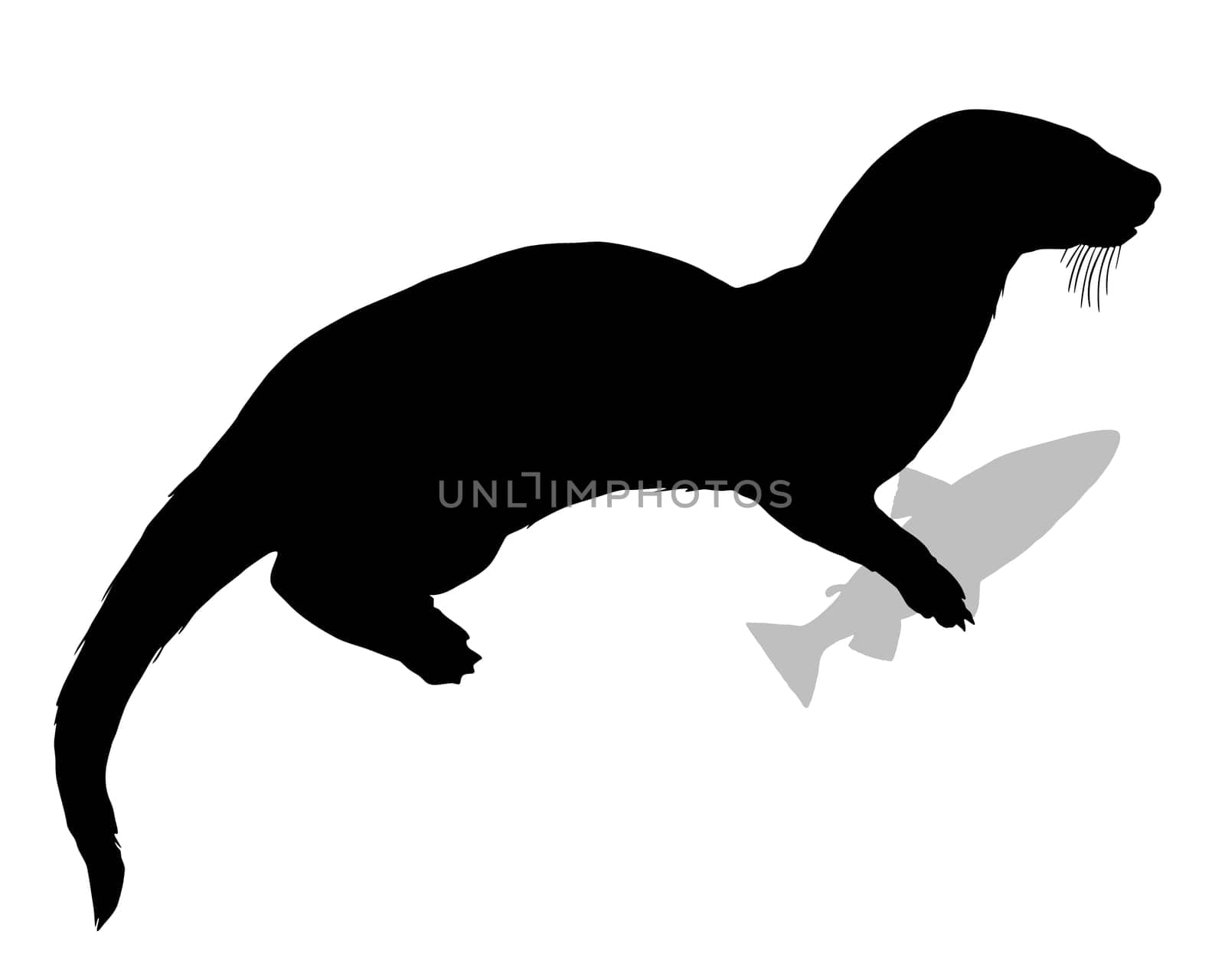 Otter with fish