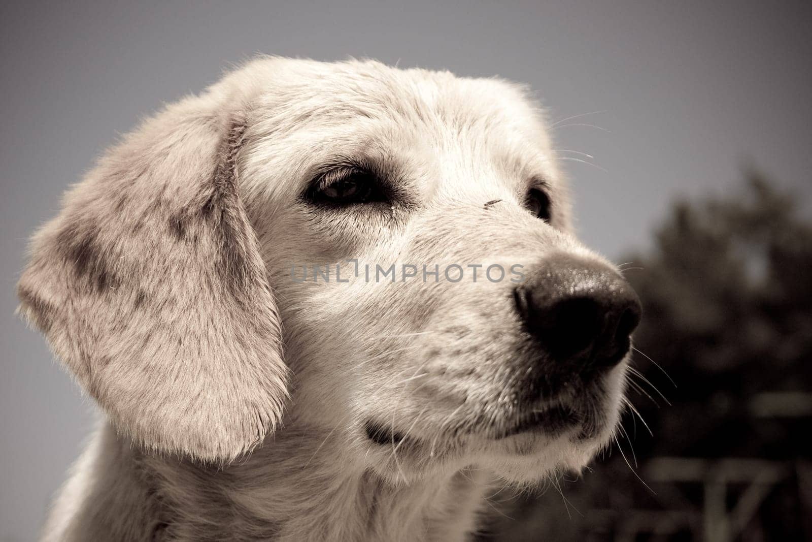 old photo of very sad homeless puppy