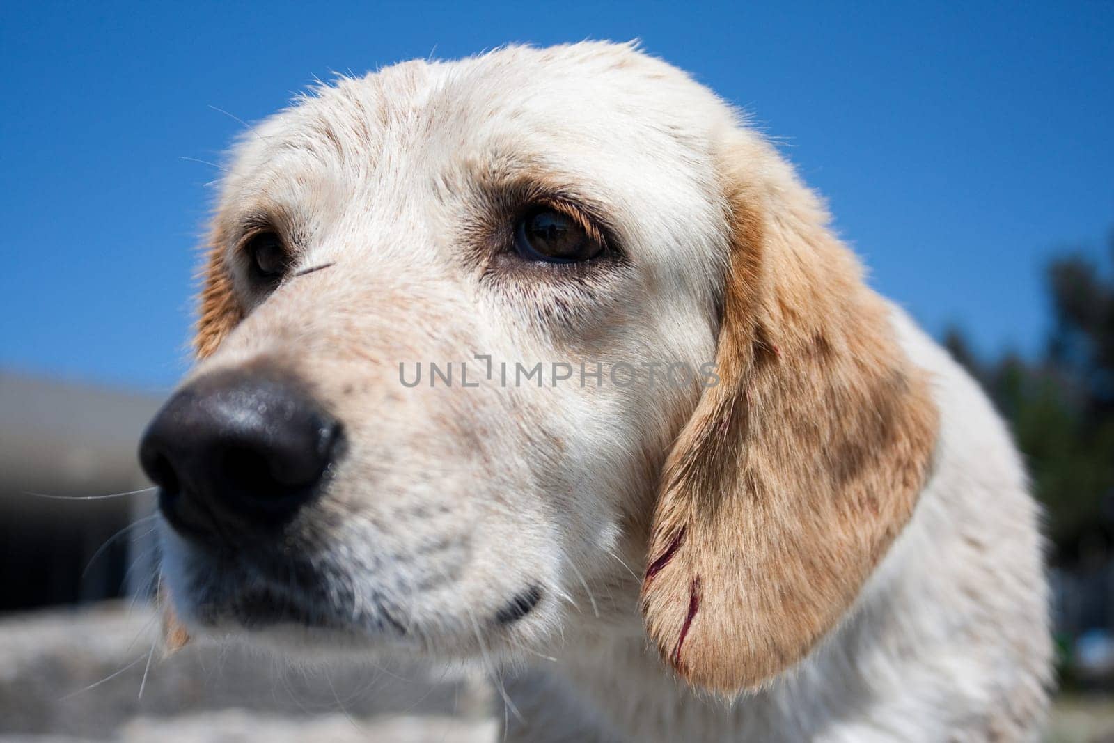 very sad homeless puppy with blue sky in background
