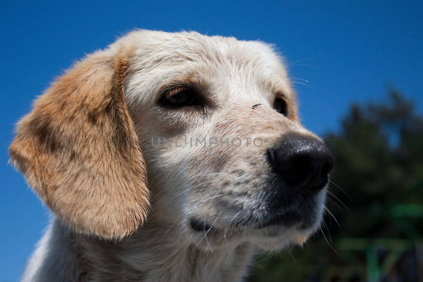 very sad homeless puppy with blue sky in background