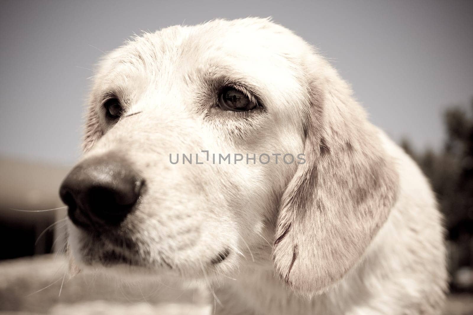 old photo of very sad homeless puppy