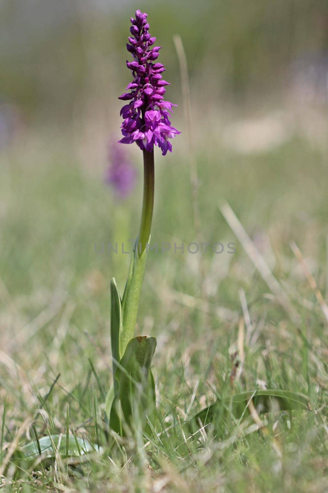 Male orchid (Orchis mascula)