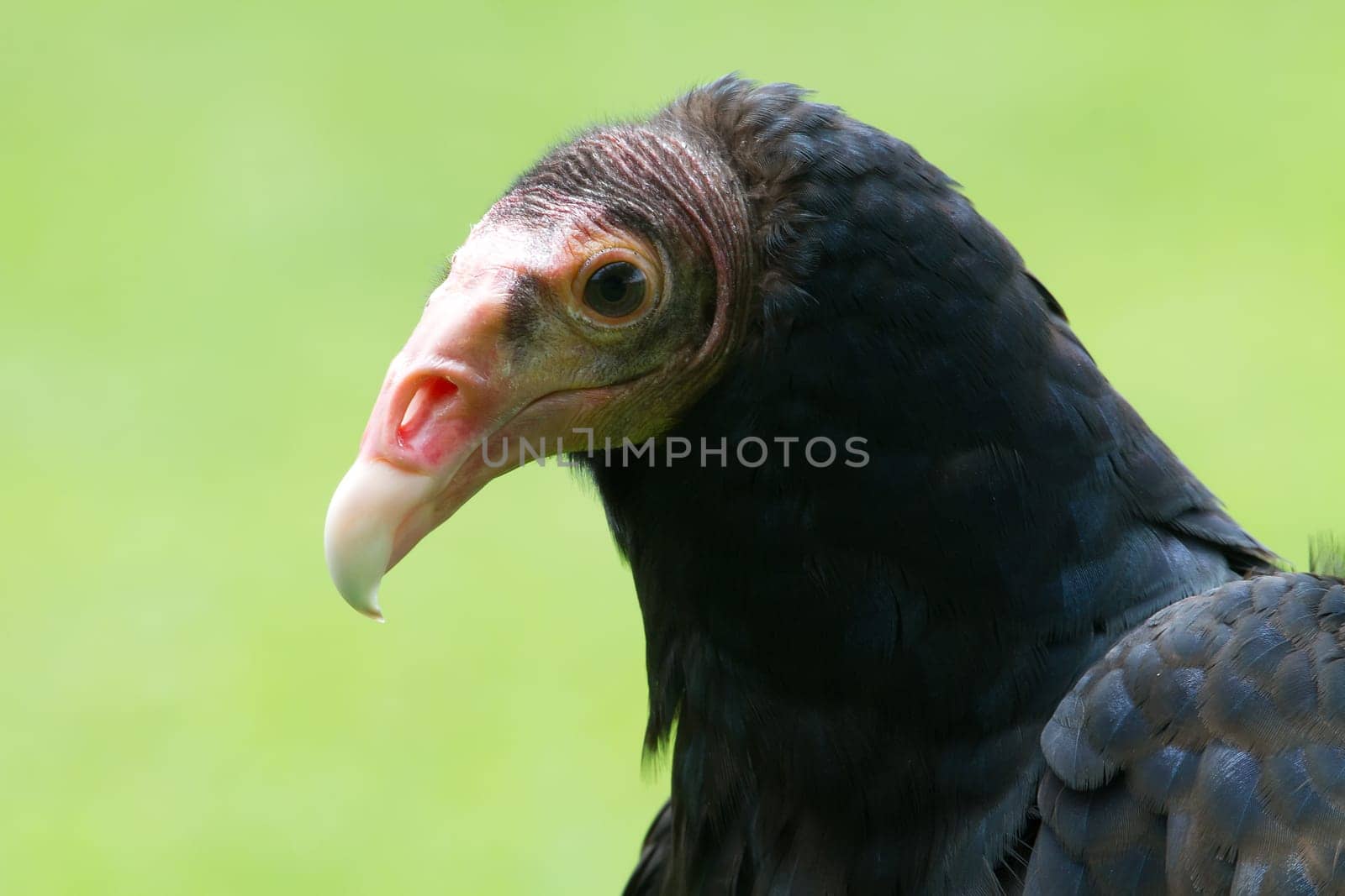Turkey vulture