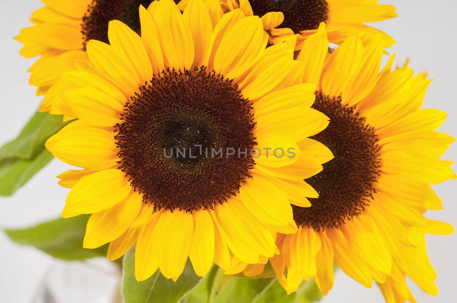 Sunflowers in a glass vase on light background
