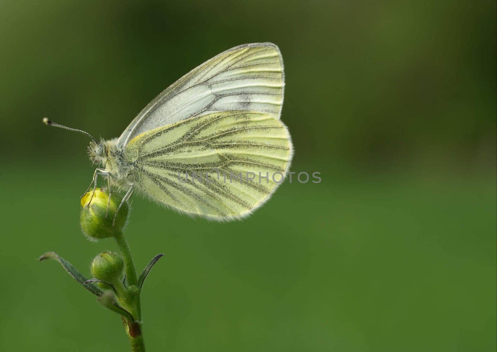 Green-veined white