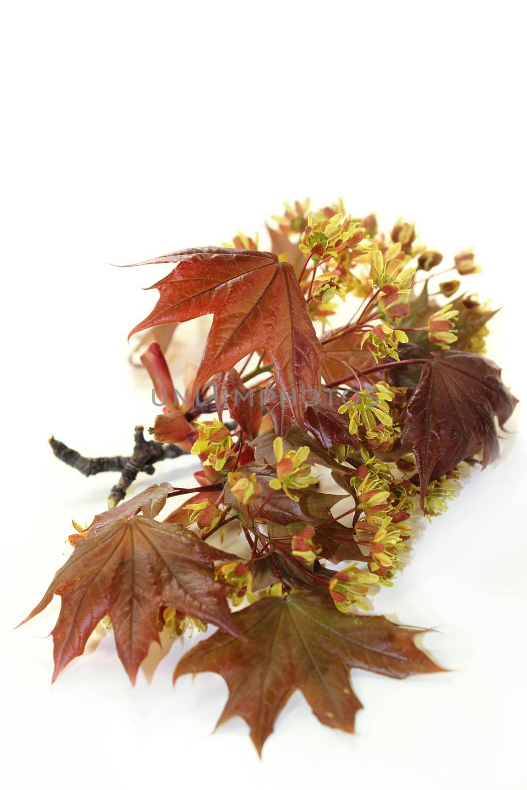 a branch with maple leaves and flowers