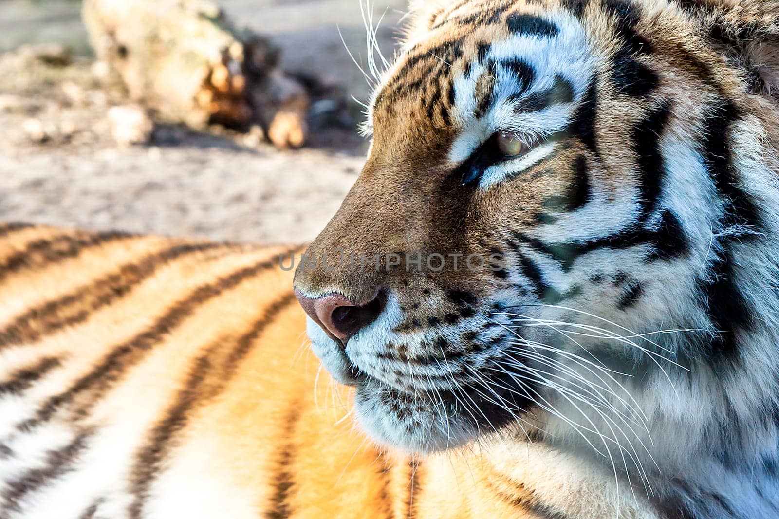 tiger