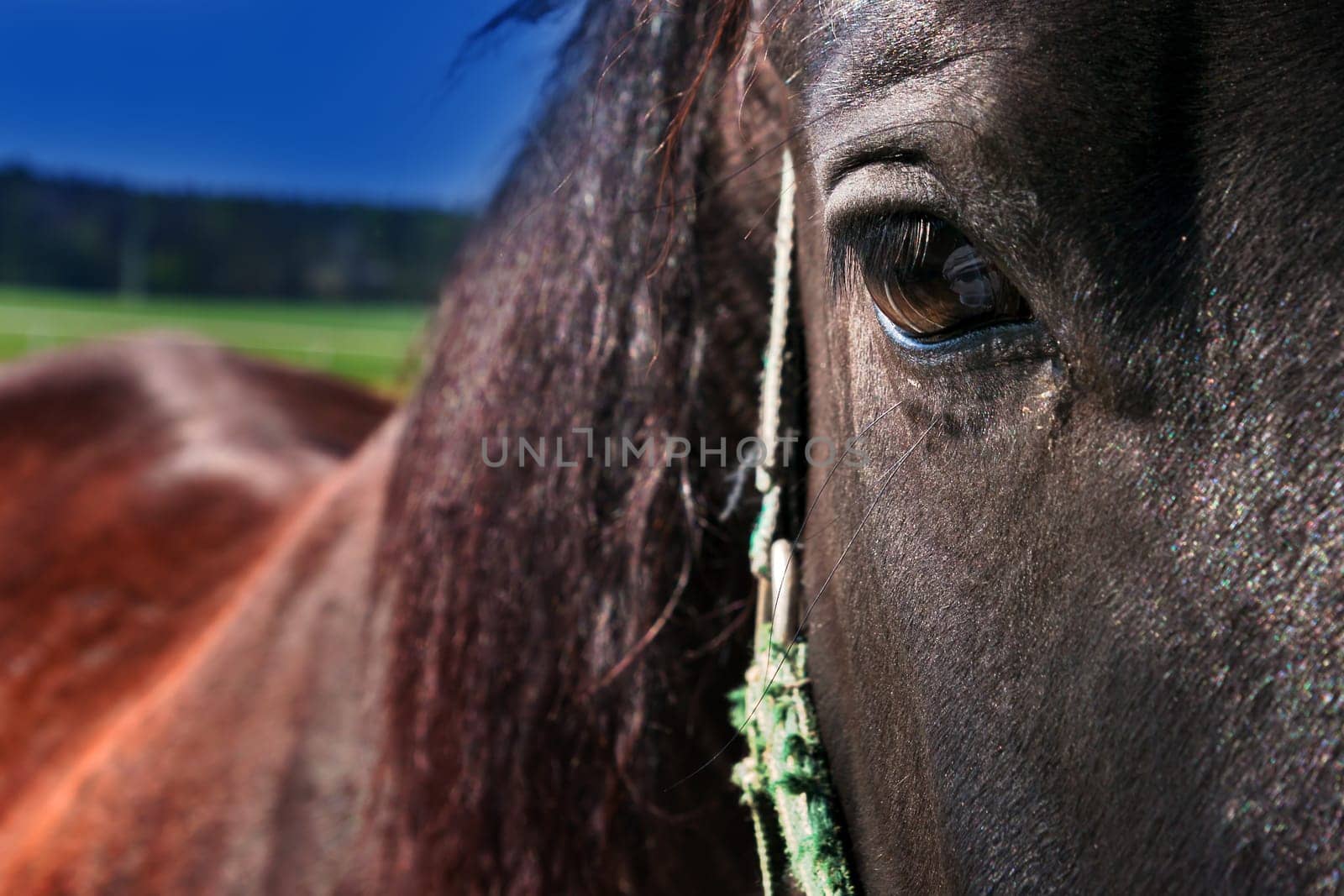brown horse - detail of the head with a sincere look
