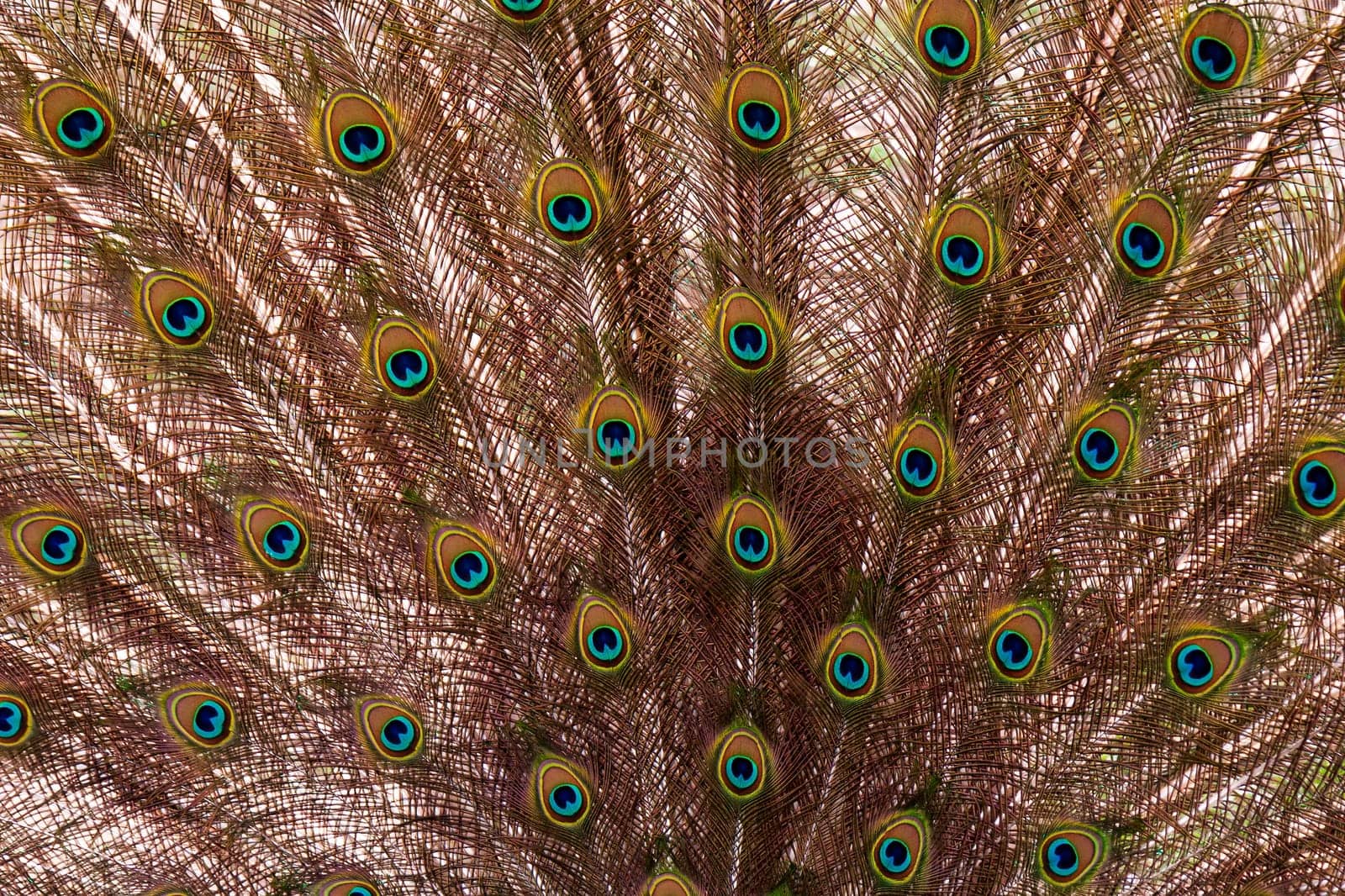 detail plumage peacock - animal abstract photo