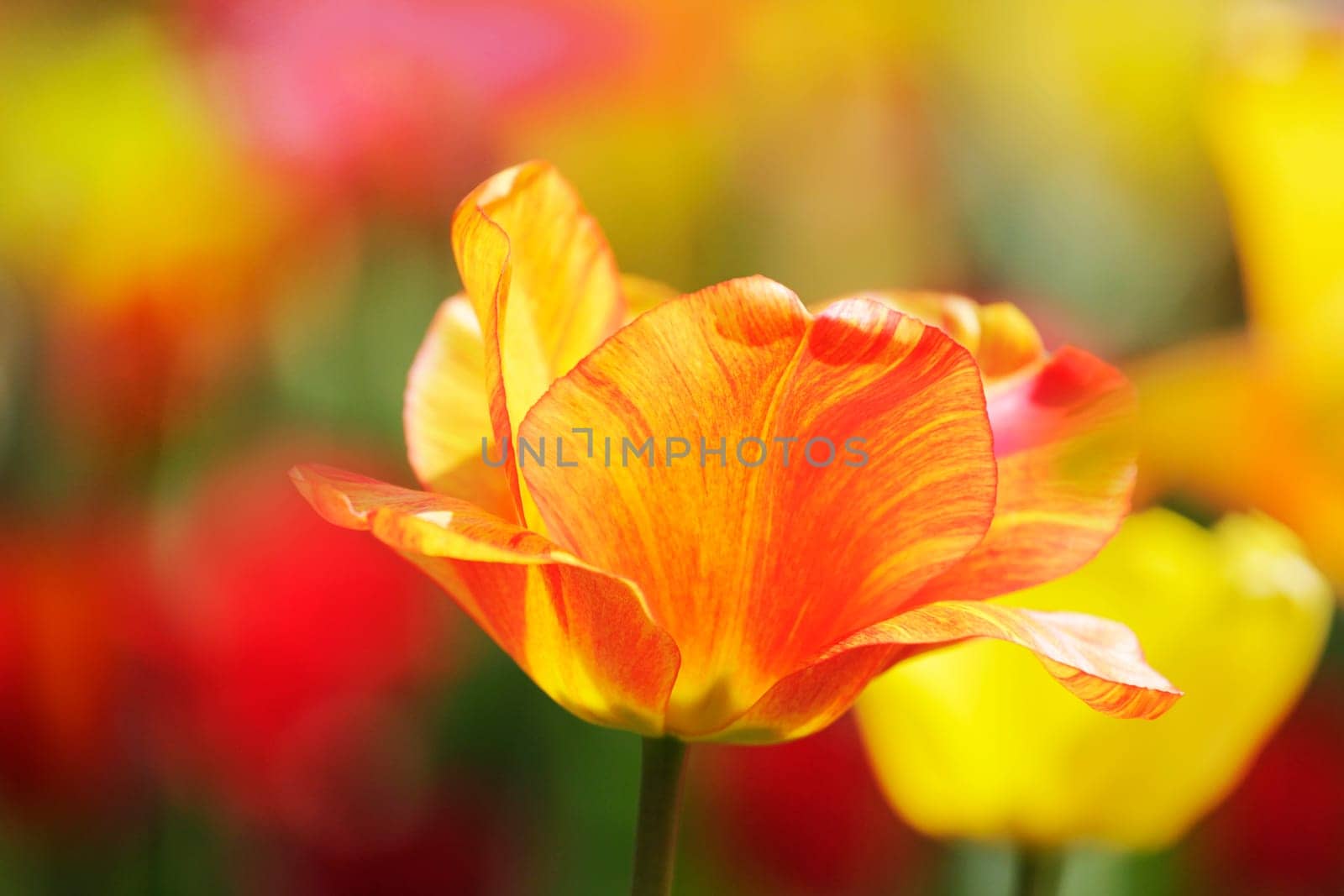Yellow-red tulip in close-up in front of colorful tulip field