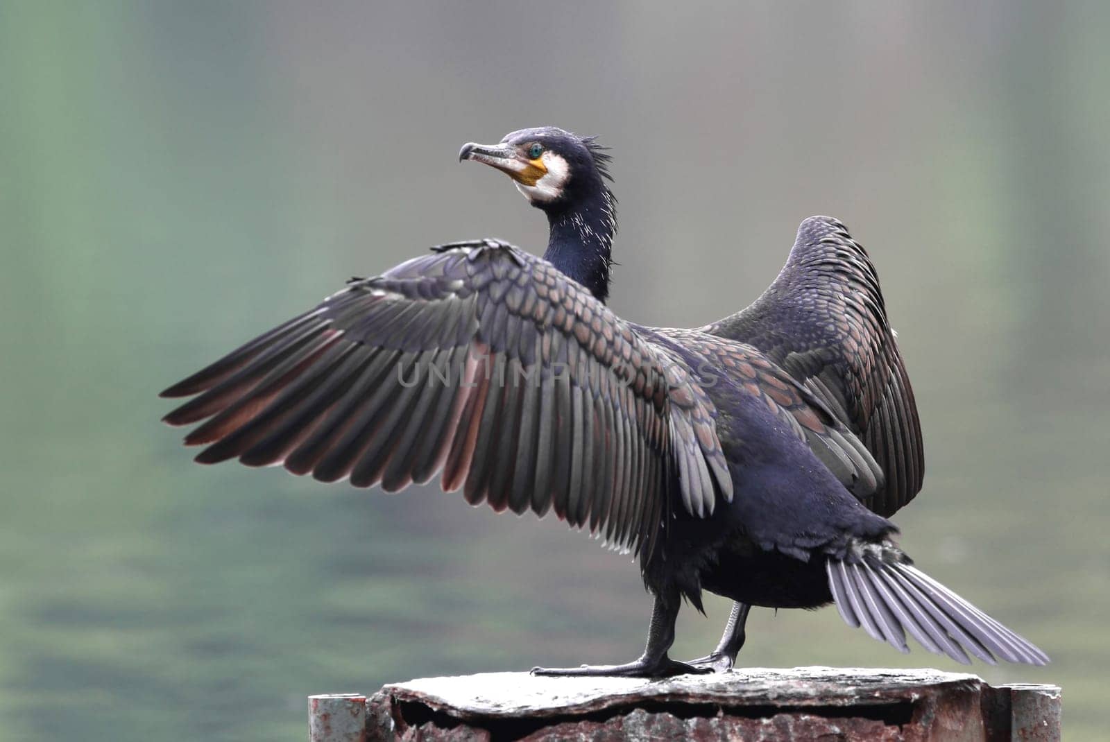 The cormorant (Phalacrocorax carbo)
