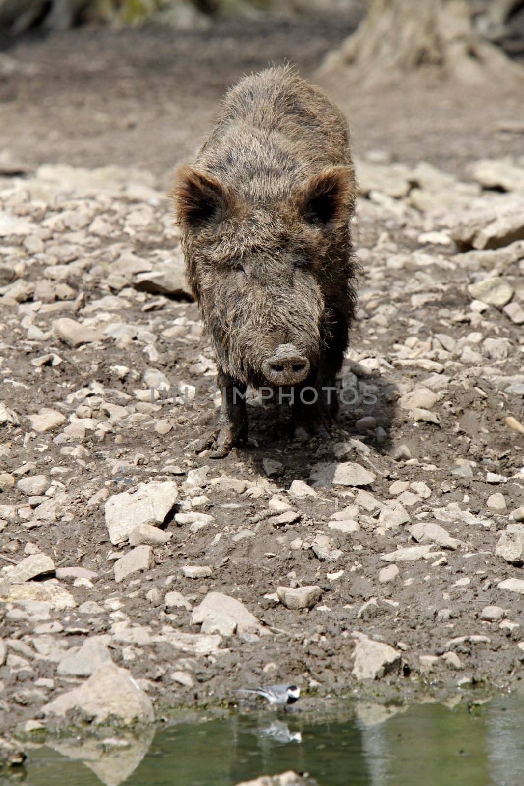 Wild boar on the wallow