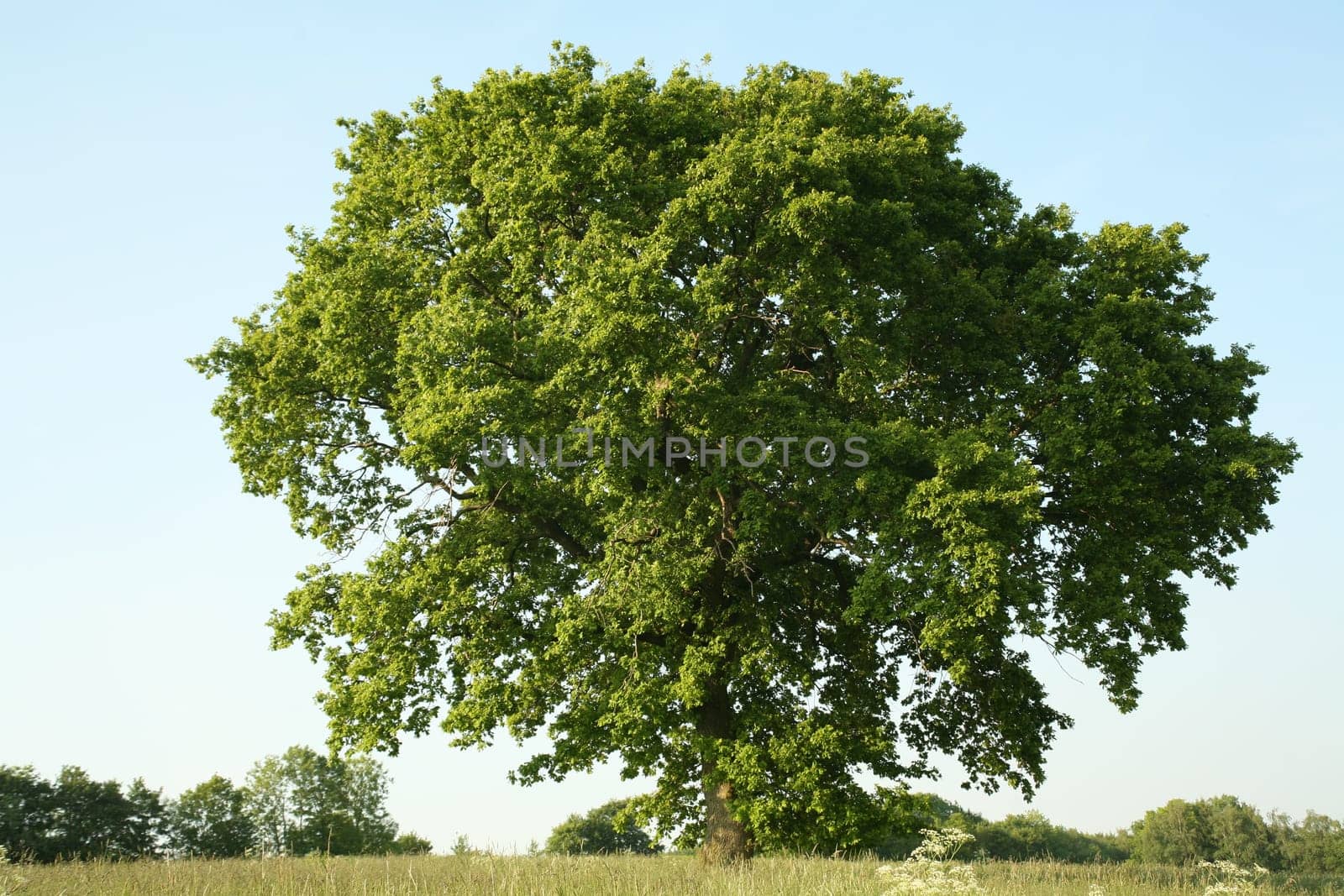 Pedunculate oak in summer