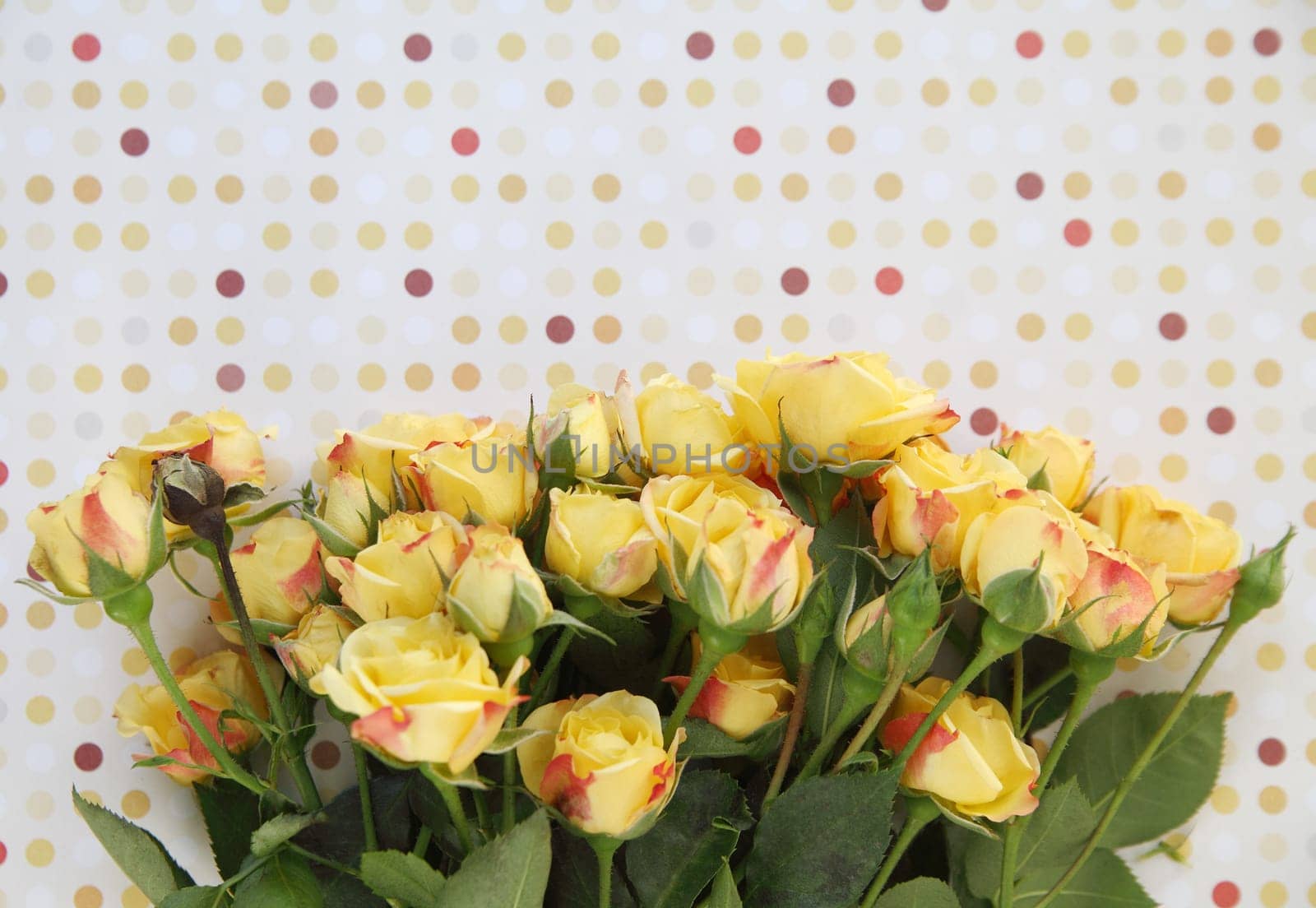 miniature yellow roses against a polka dot background
