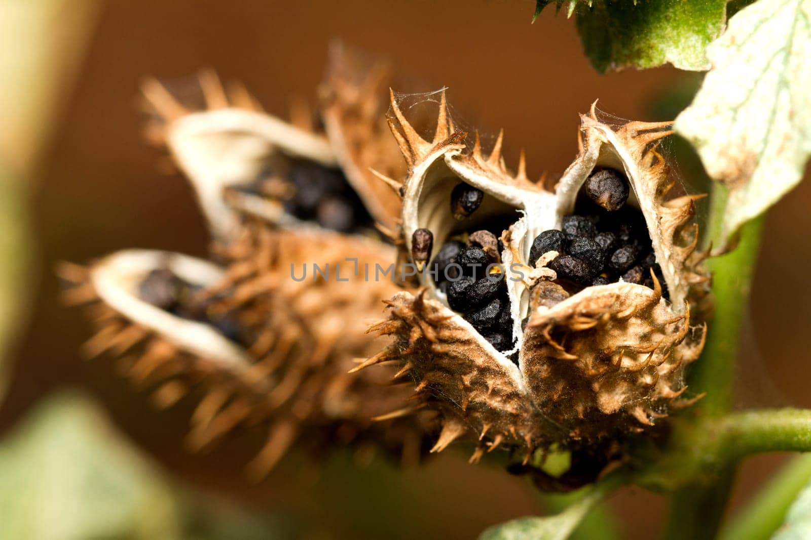 Close view of an open wildflower with seeds inside a pod.