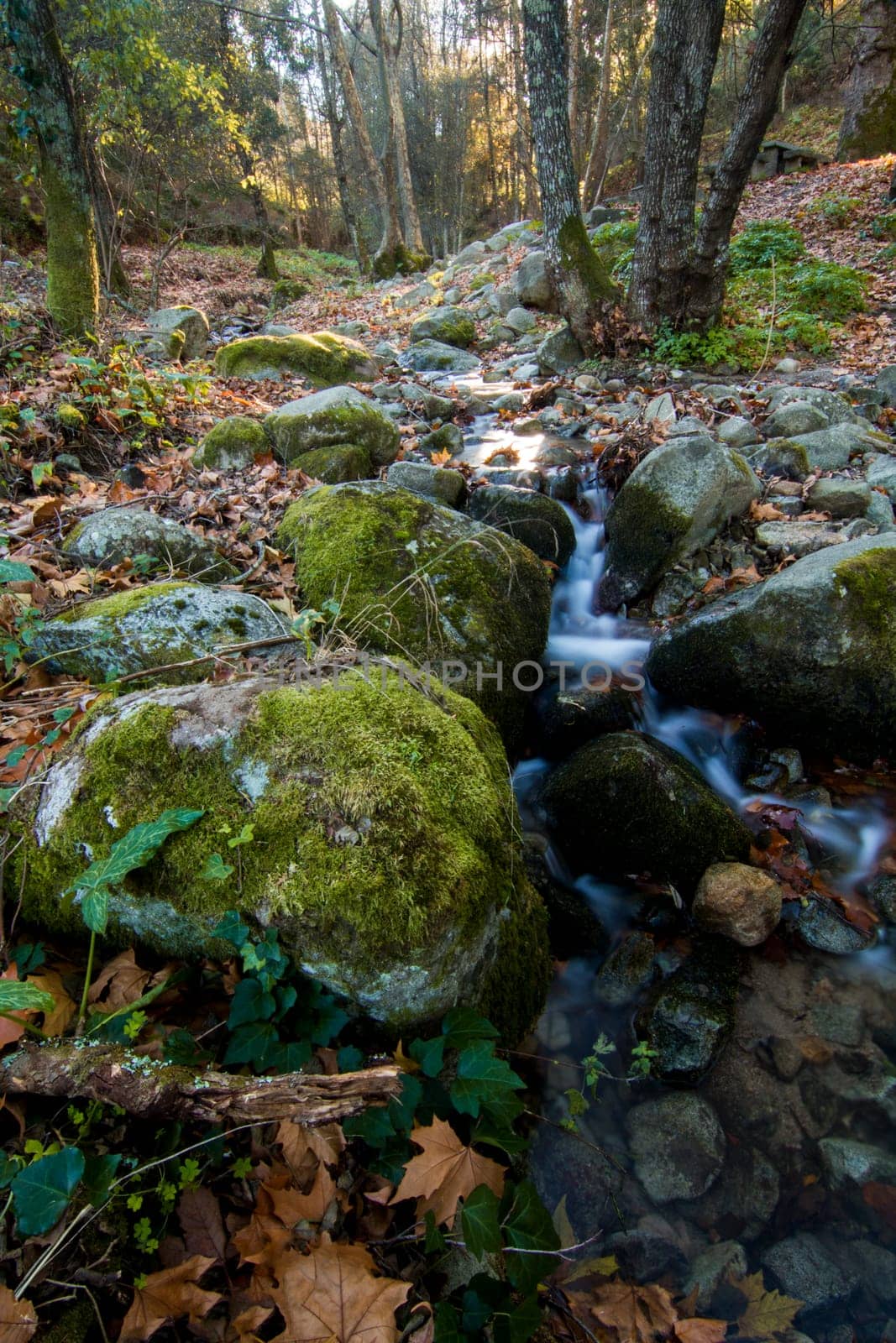 Beautiful view of a fresh flowing creek in a healthy forest.