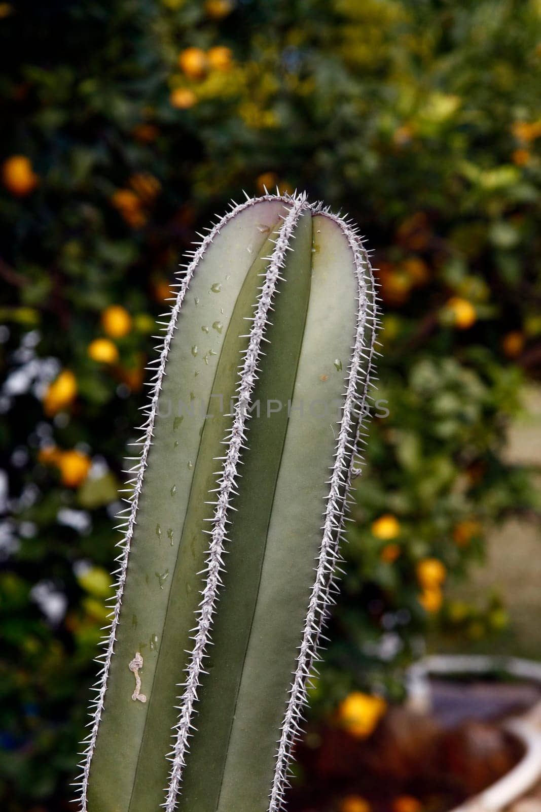 View of some cactus plant with sharp spines on the garden.