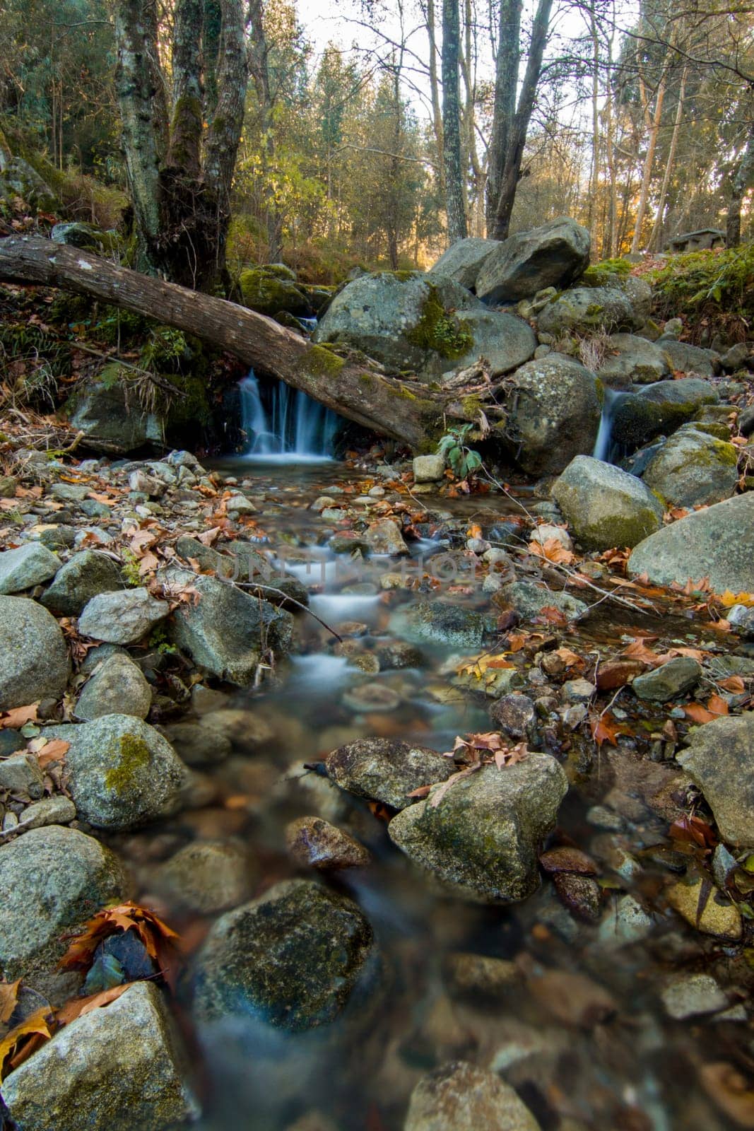 Beautiful view of a fresh flowing creek in a healthy forest.